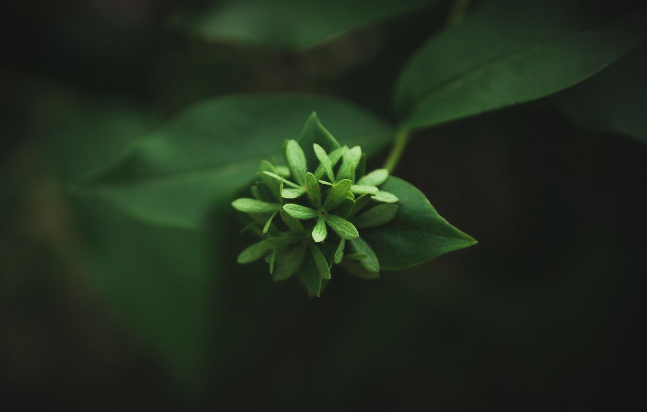 Wallpaper flower, macro, nature, background, minimalism