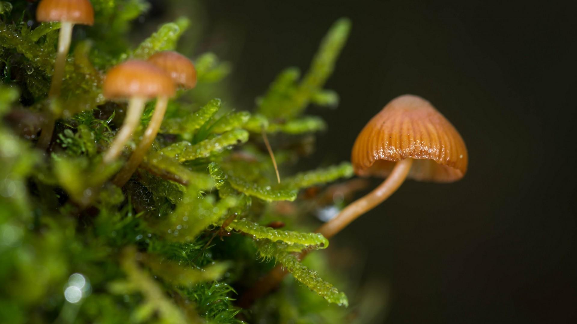 1920x1080 macro mushroom nature wallpaper