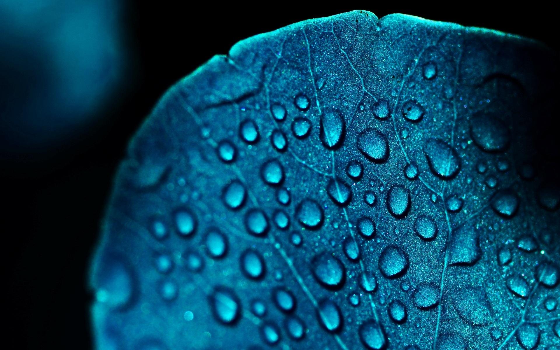 Wallpaper Macro leaf, blue, water drops 1920x1200 HD Picture