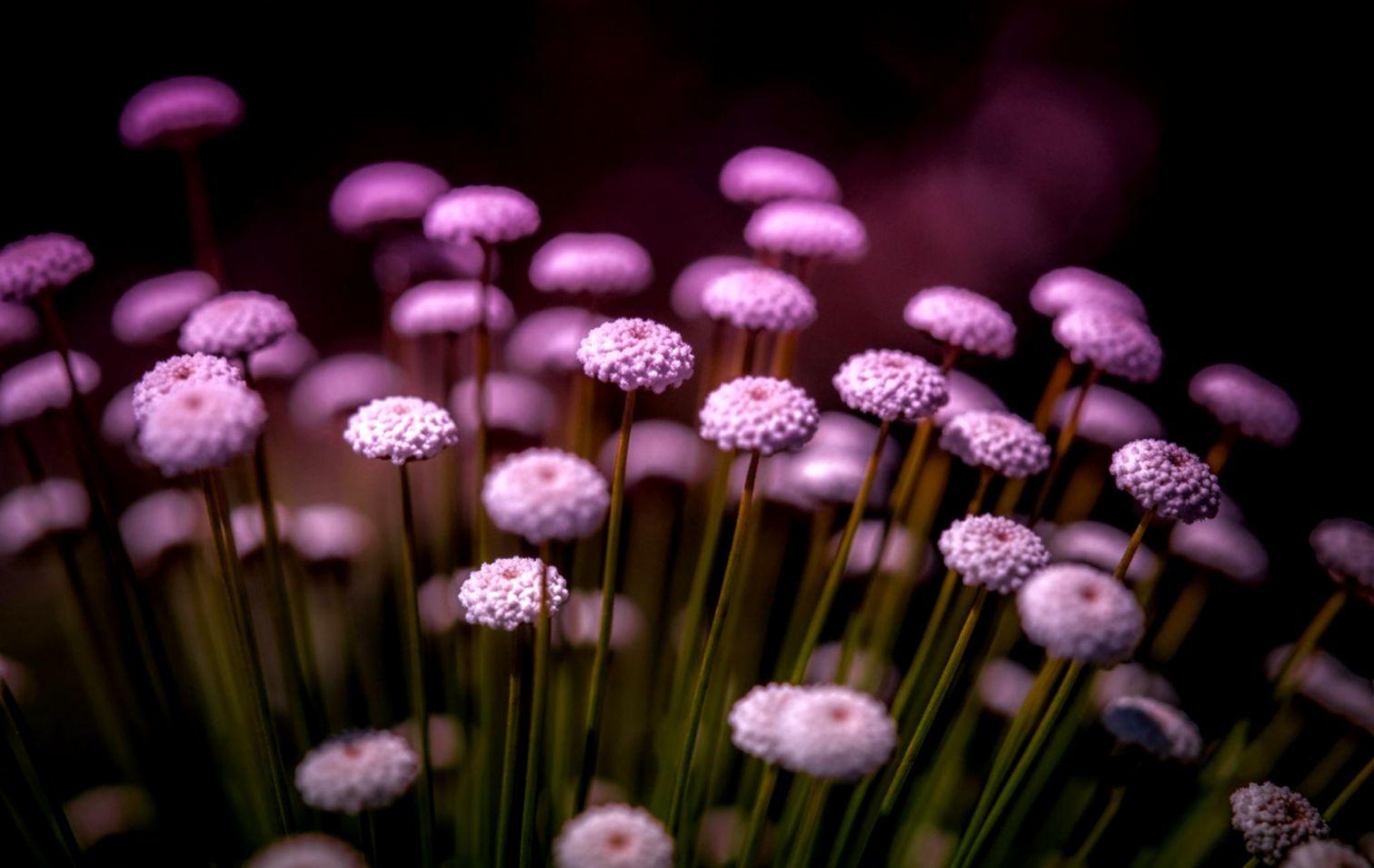 Flowers Macro Nature HD Wallpaper