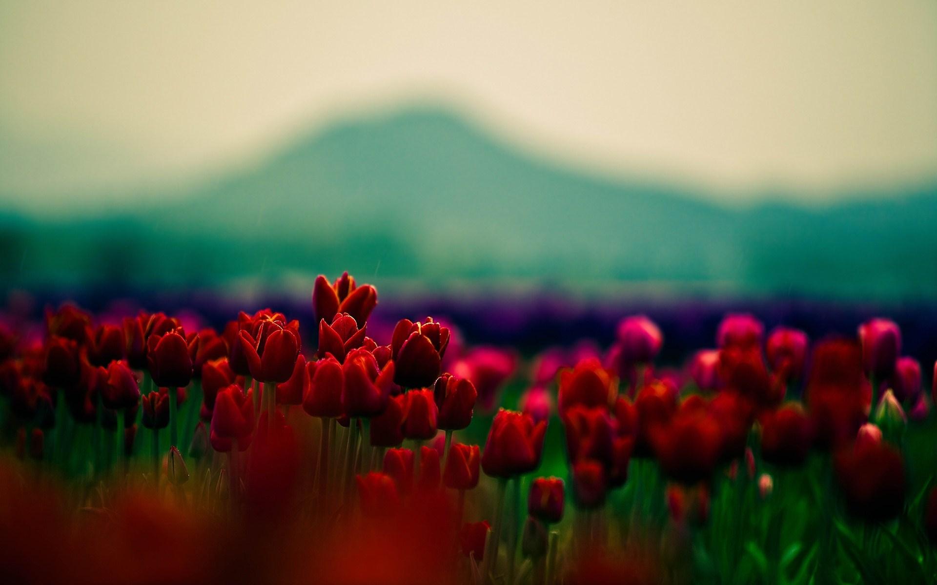 Red Tulips Nature Macro