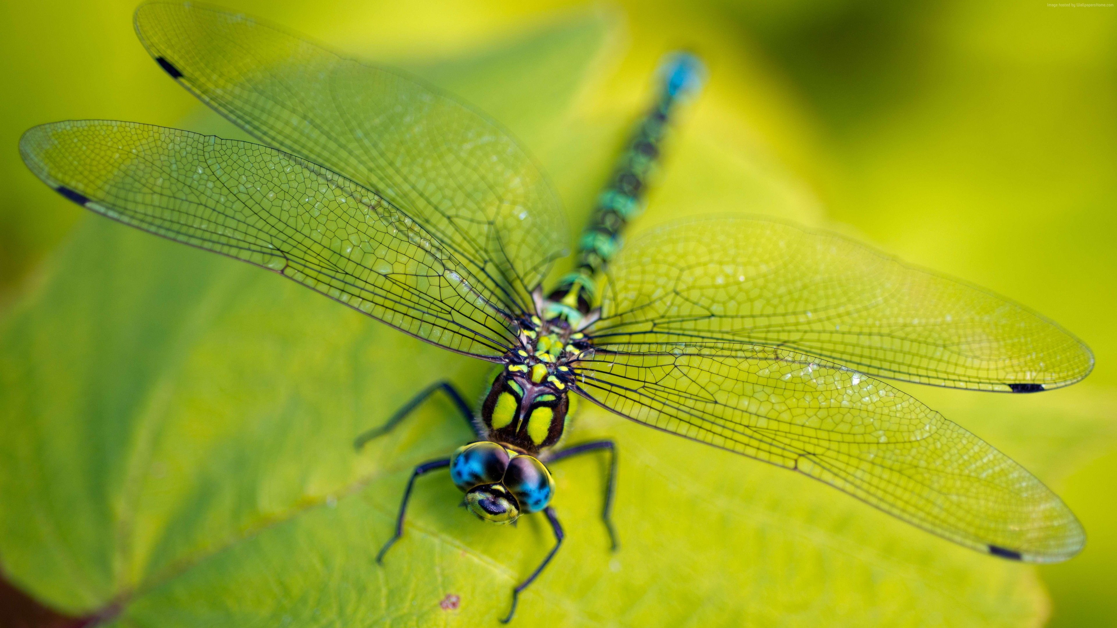Wallpaper Dragonfly, leaves, wings, green, insect, macro