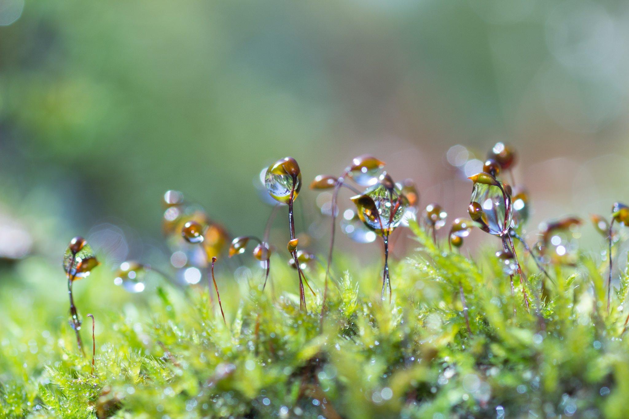 water, Drop, Macro, Nature, Macro, Zoom, Flowers, Gouttes