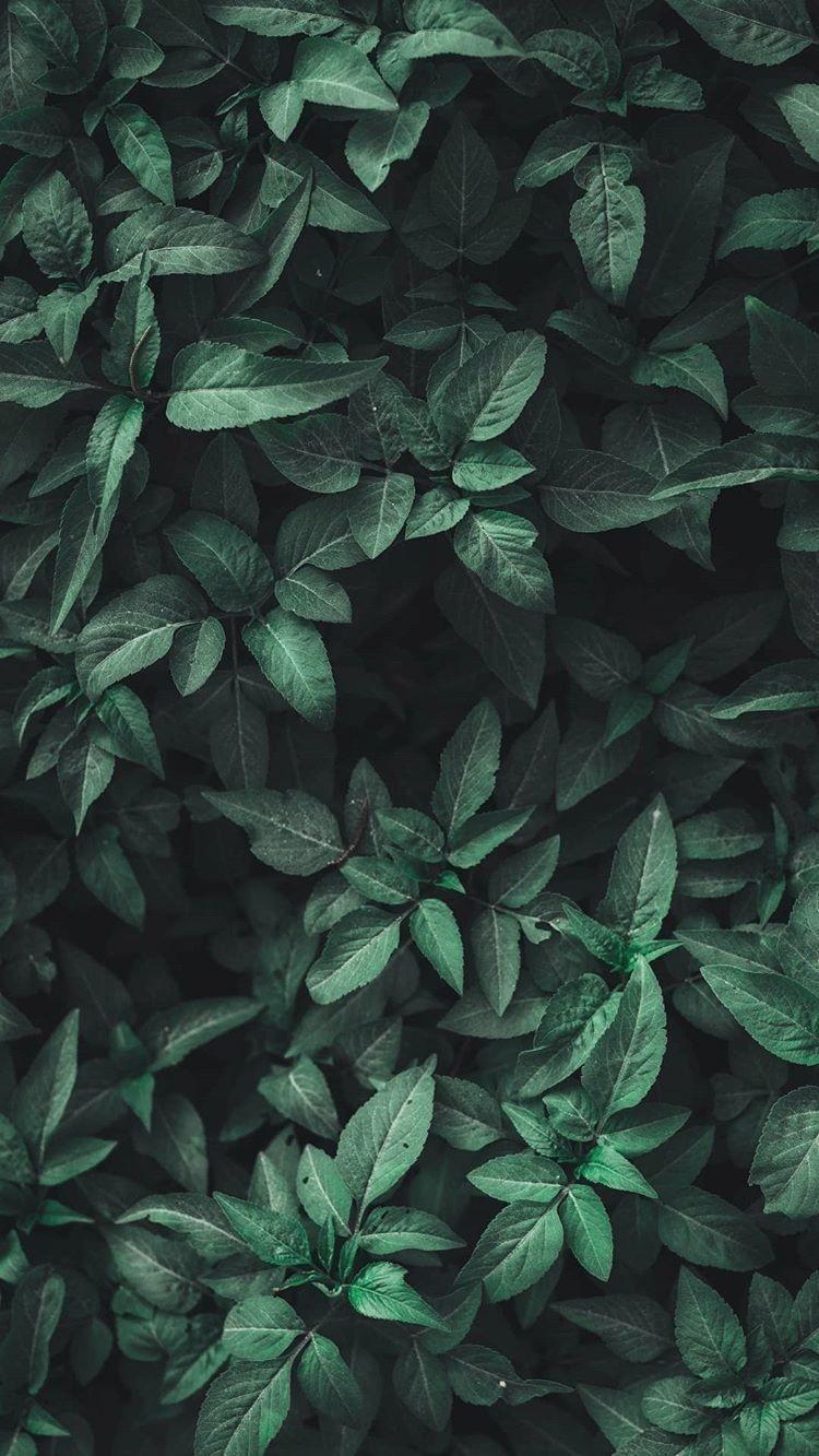 Green Aesthetic Green Aesthetic Leaves Nature Wallpaper