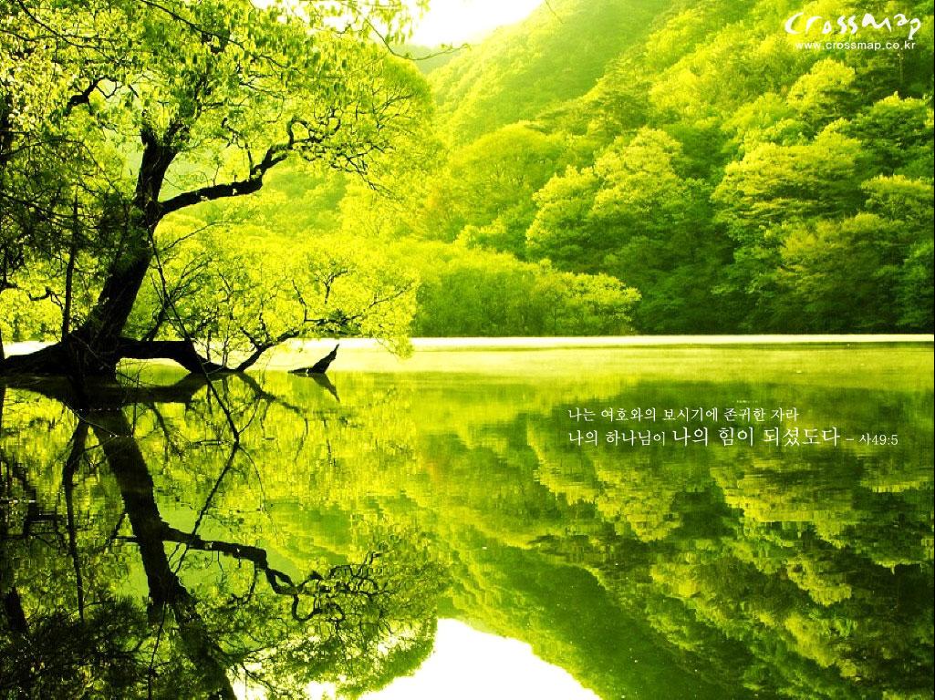 Desktop Wallpaper Green Tree #h522019. Nature HD Image