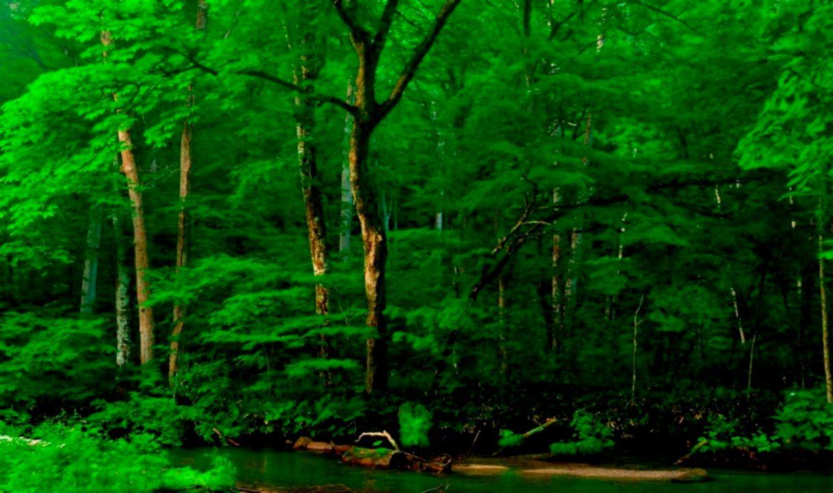 Green Tree HD Wallpaper 1080P