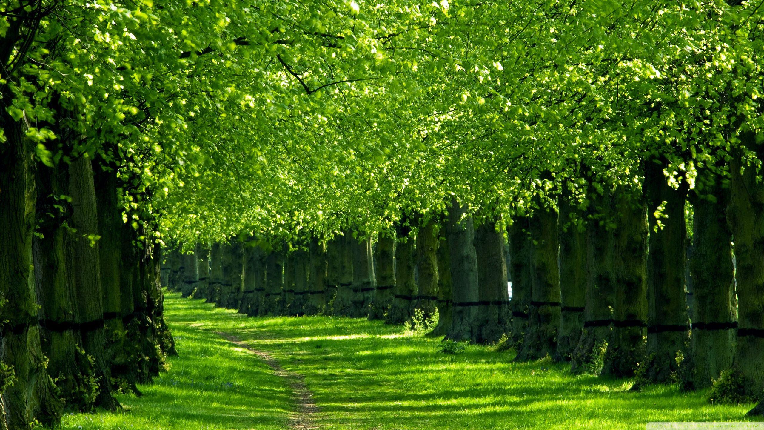 HD green trees wallpapers  Peakpx