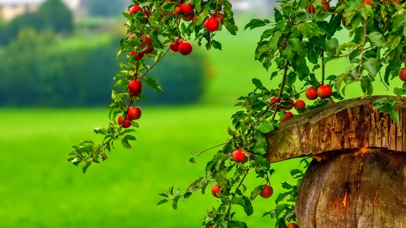 The Red Berry Tree Wallpaper and Background Imagex768