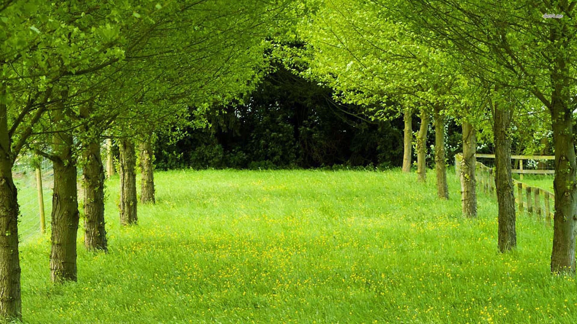 Green Tree Wallpapers - Wallpaper Cave
