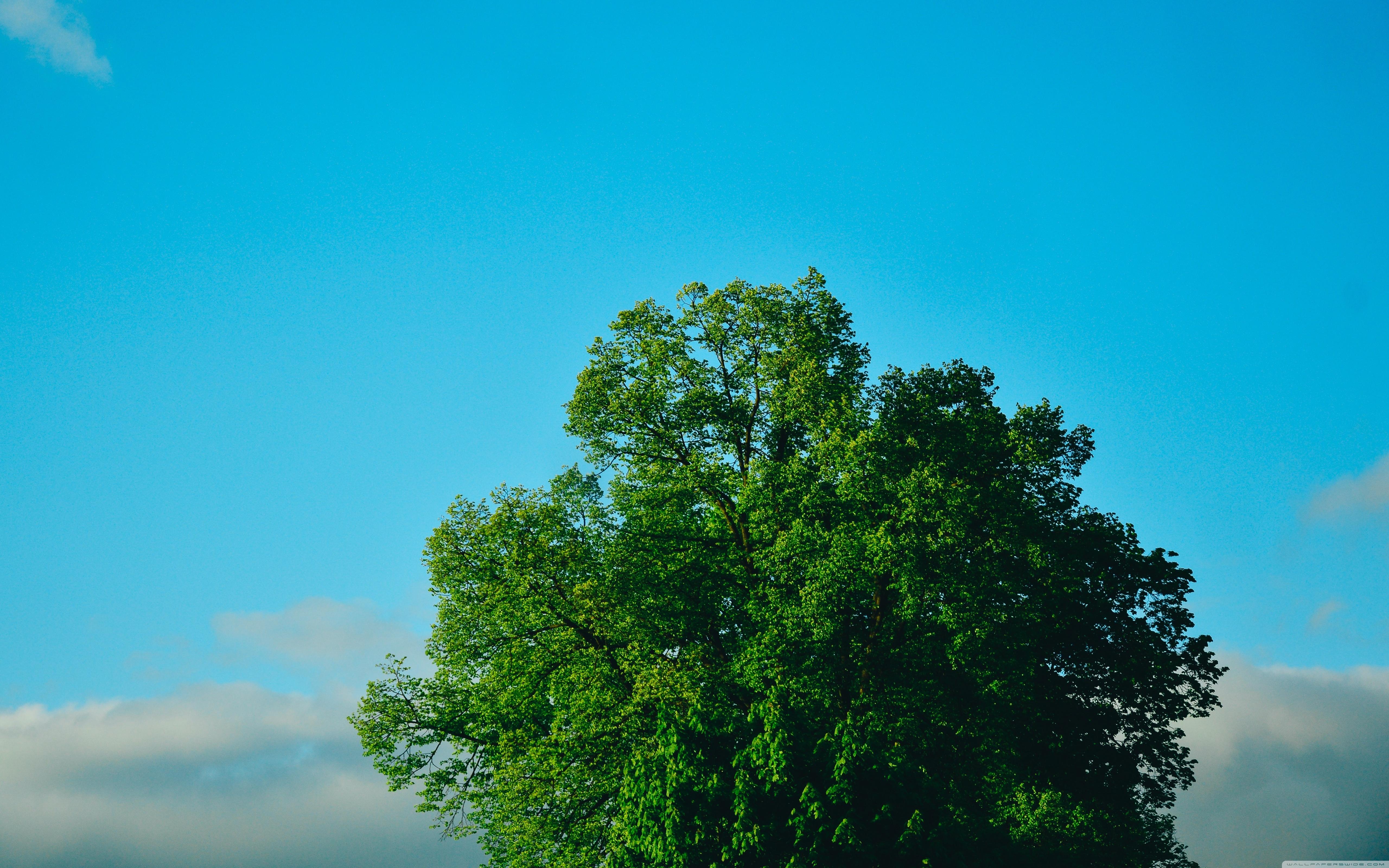 Green Tree, Blue Sky ❤ 4K HD Desktop Wallpaper for 4K Ultra