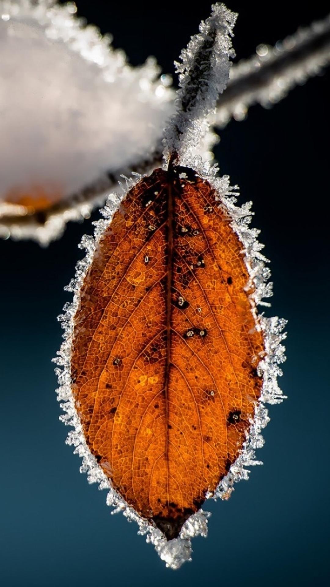 Winter Icy Orange Leaf Macro iPhone 8 Wallpaper Free Download