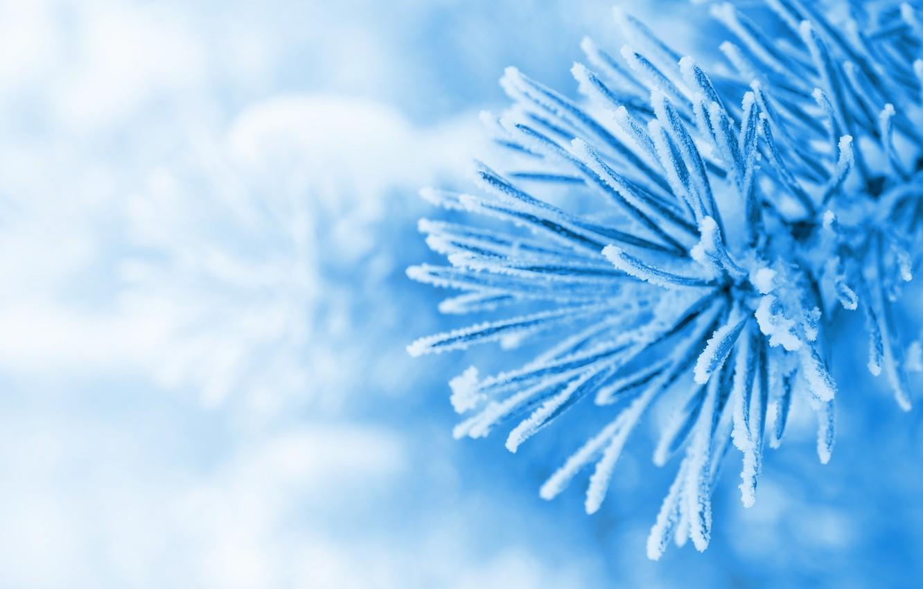 Wallpaper winter, macro, snow, blue, Wallpaper, tree, spruce