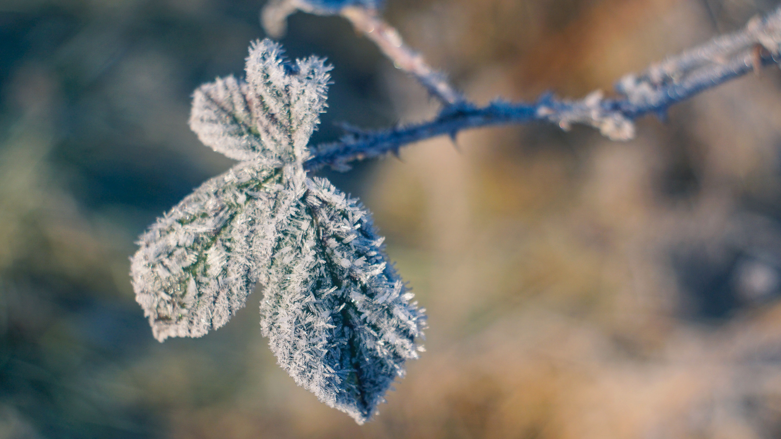 Leaves Macro Frost Winter HD wallpaper Collection