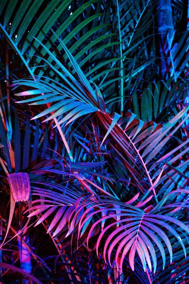 Neon plants. instagram. Object photography, Neon