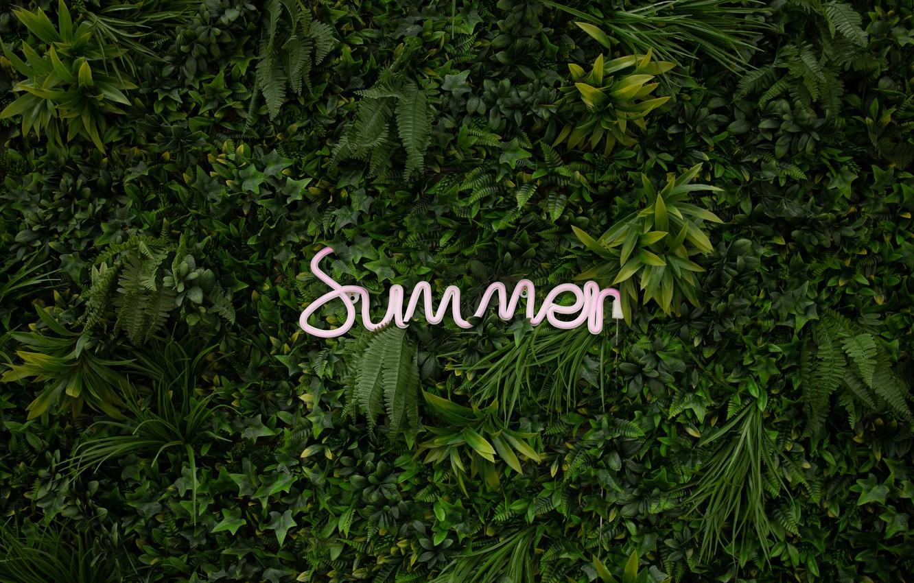 Wallpaper summer, leaves, plants, neon, summer, neon image