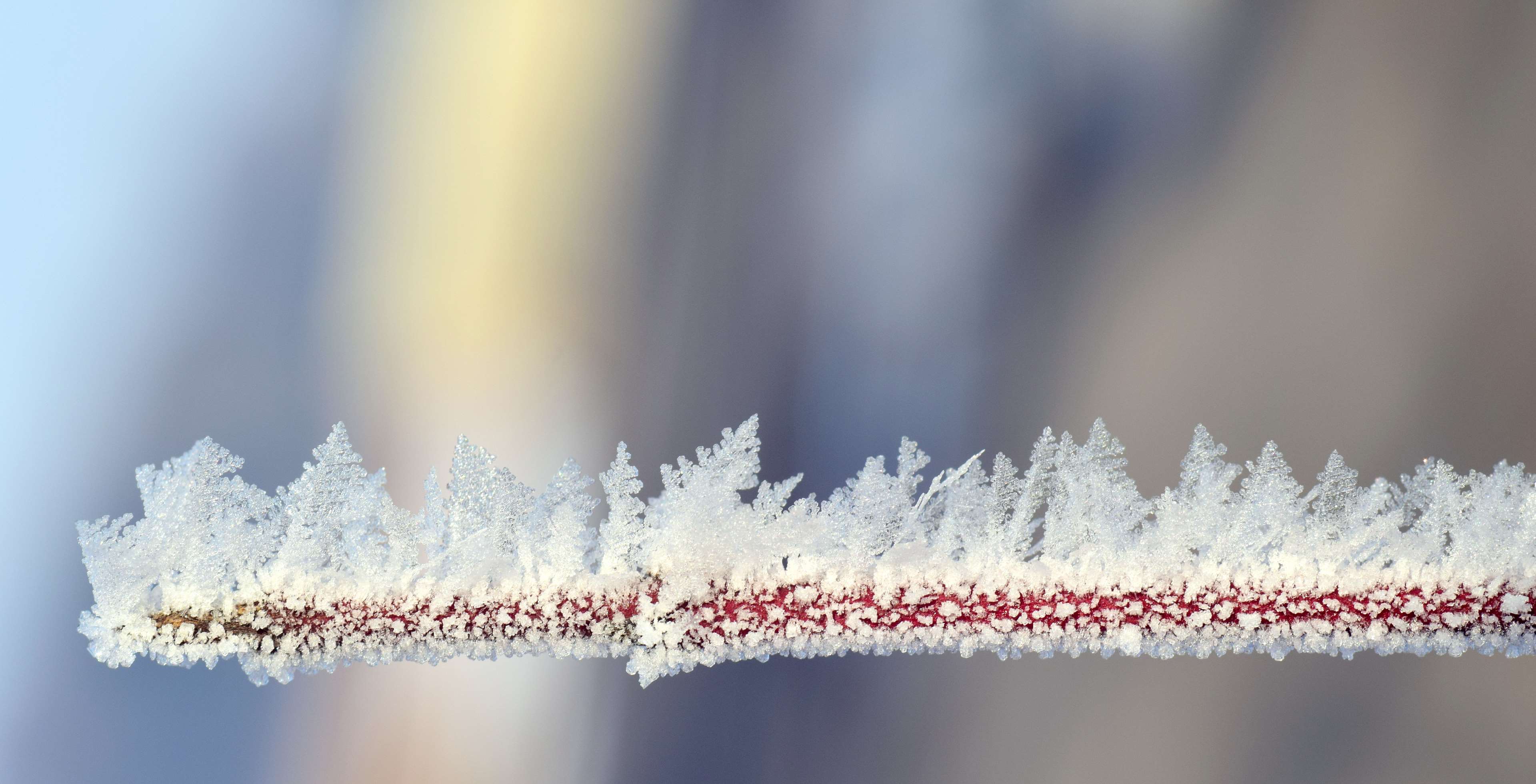 beautiful, branch, close up, cold, frost, frozen