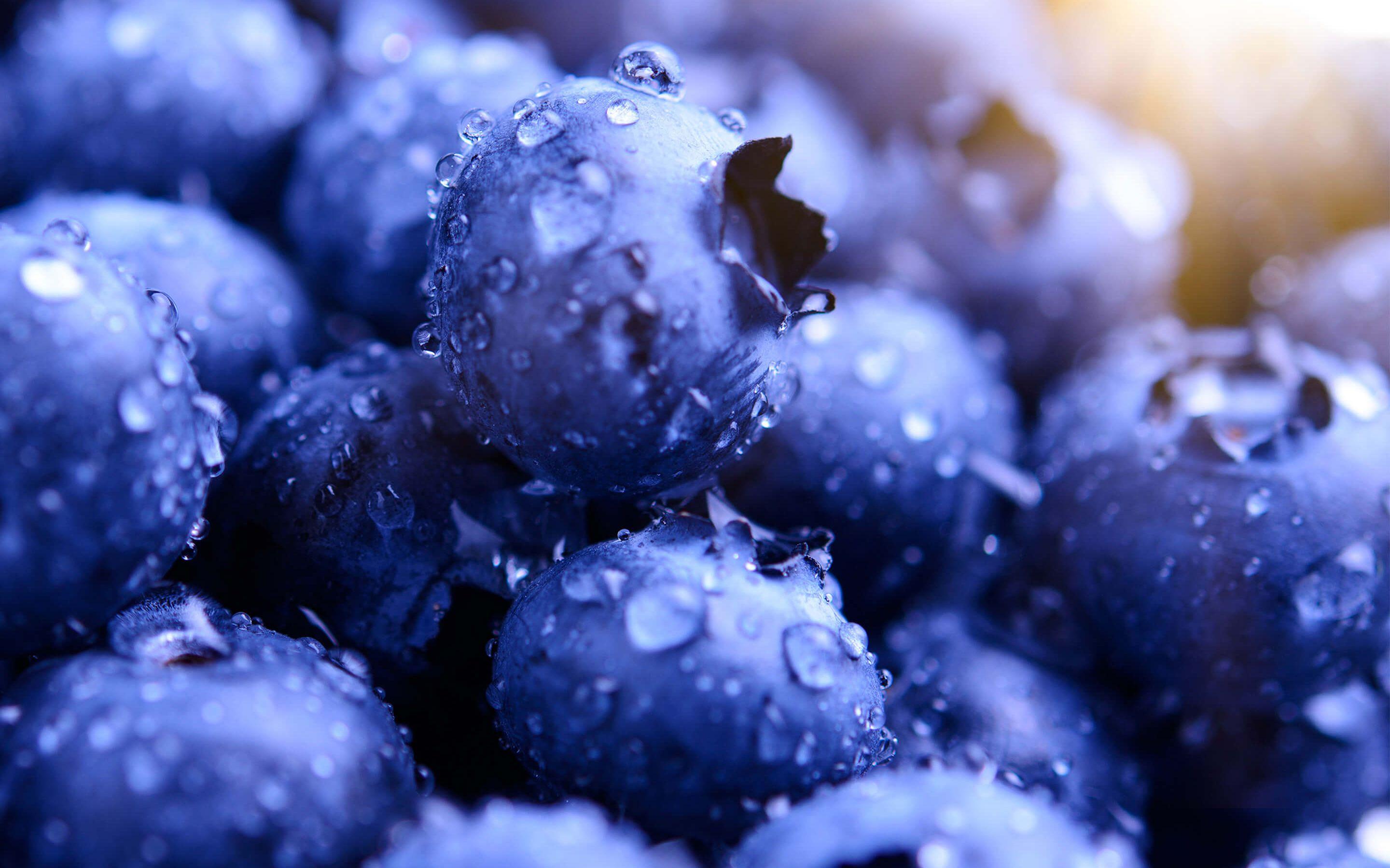 Blueberries HD. Macro food photography, Macro meals, Blueberry
