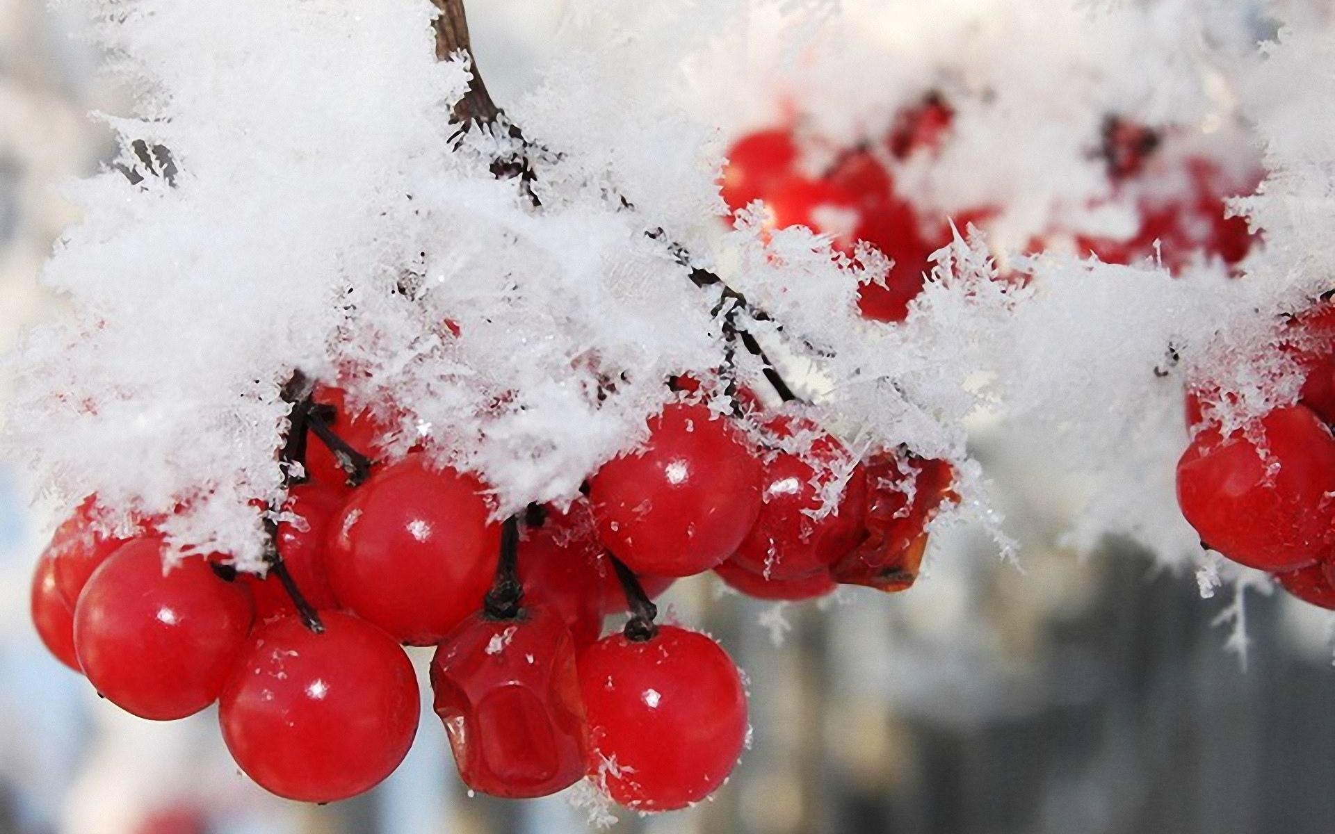 nature, Winter, First, Snow, Red, Berries, Fruits, Cranberry