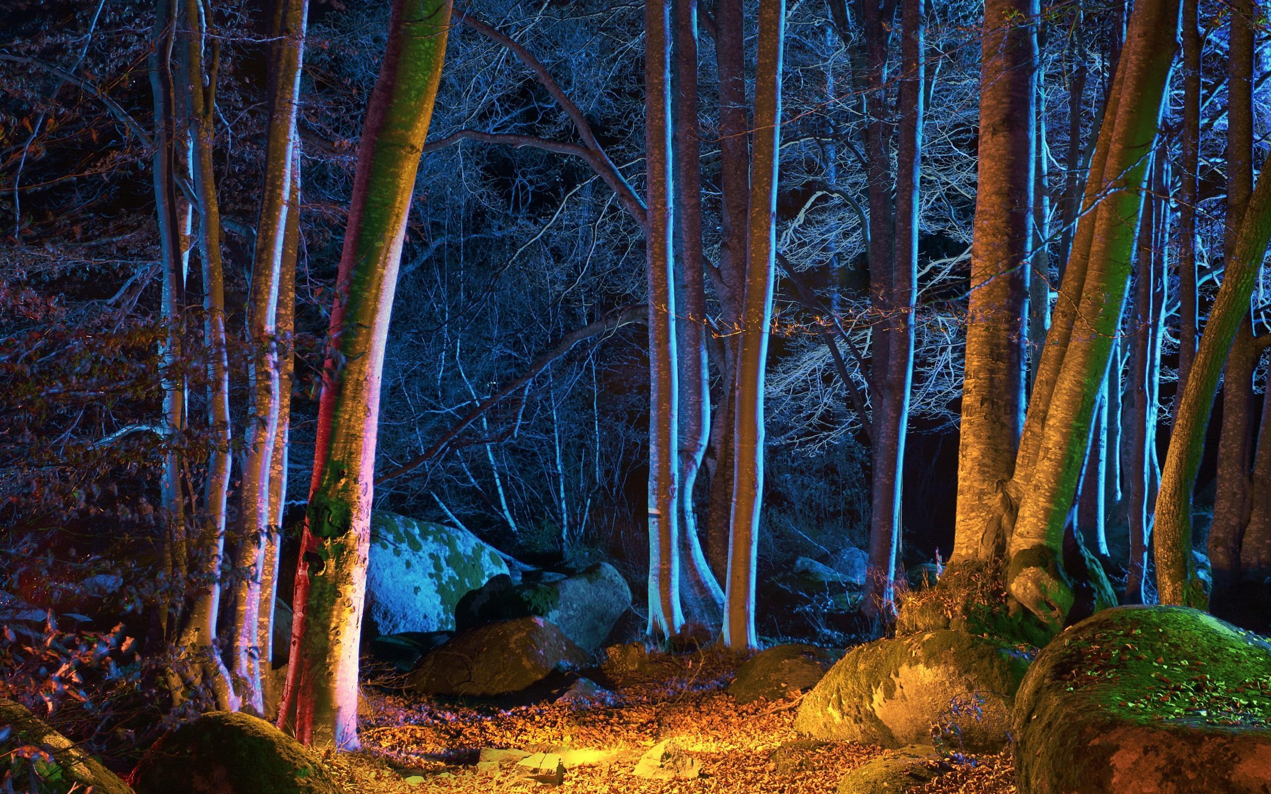 Wallpaper Forest, trees, autumn, night, lights 2560x1920 HD