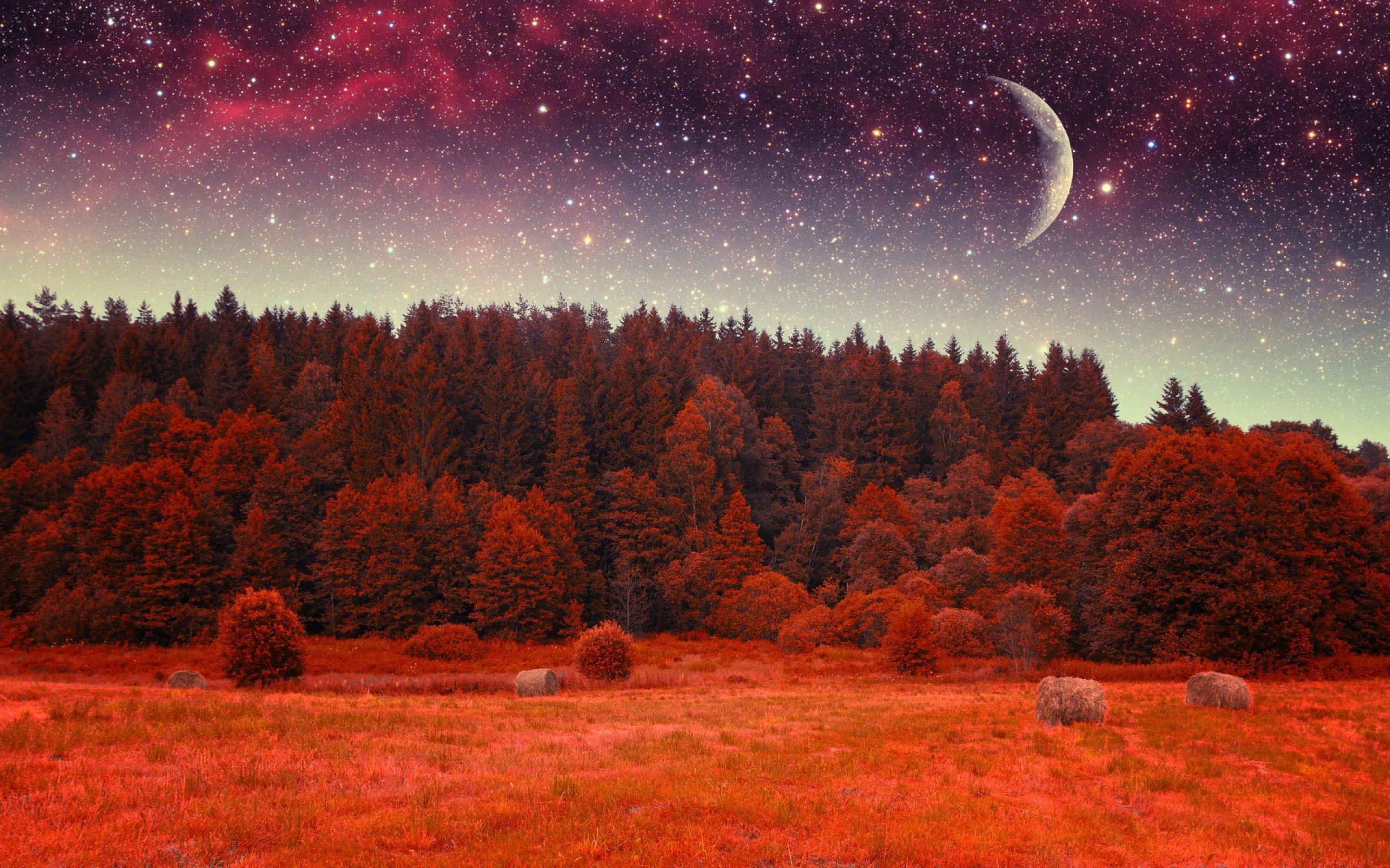 Forest tree landscape nature autumn sky night stars fantasy moon wallpaperx1600