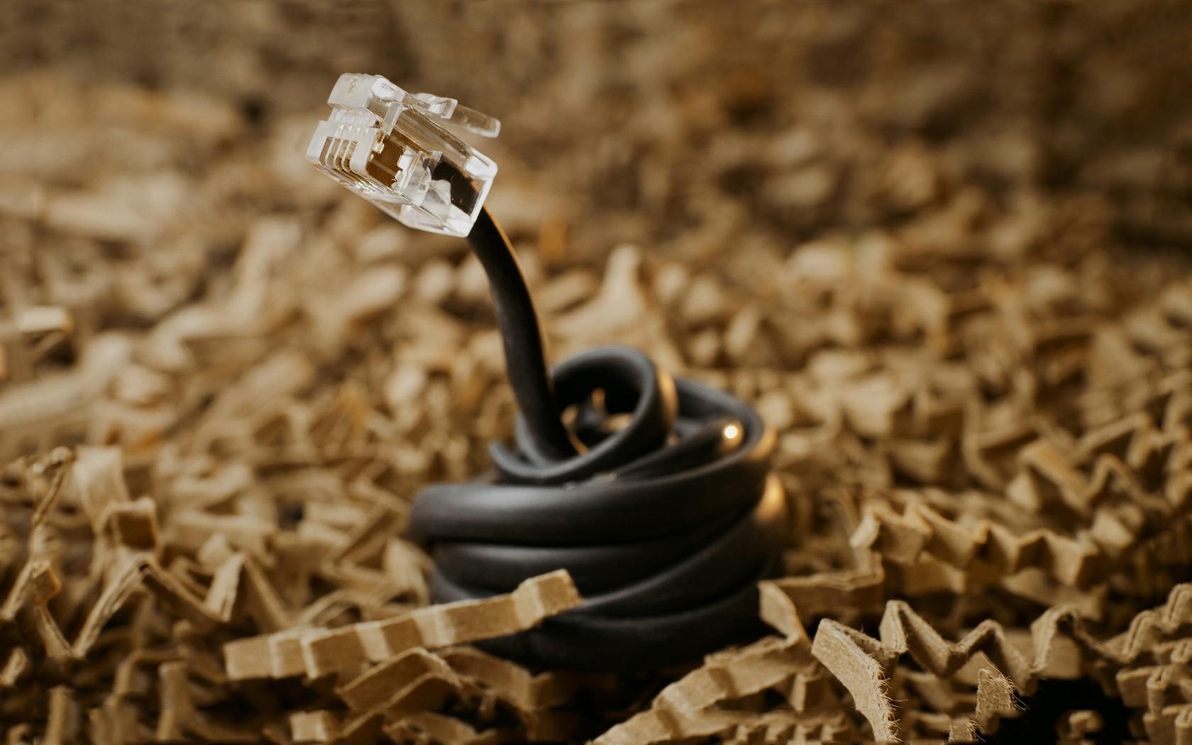 Internet, snakes, cardboard, coil, creativity, cables
