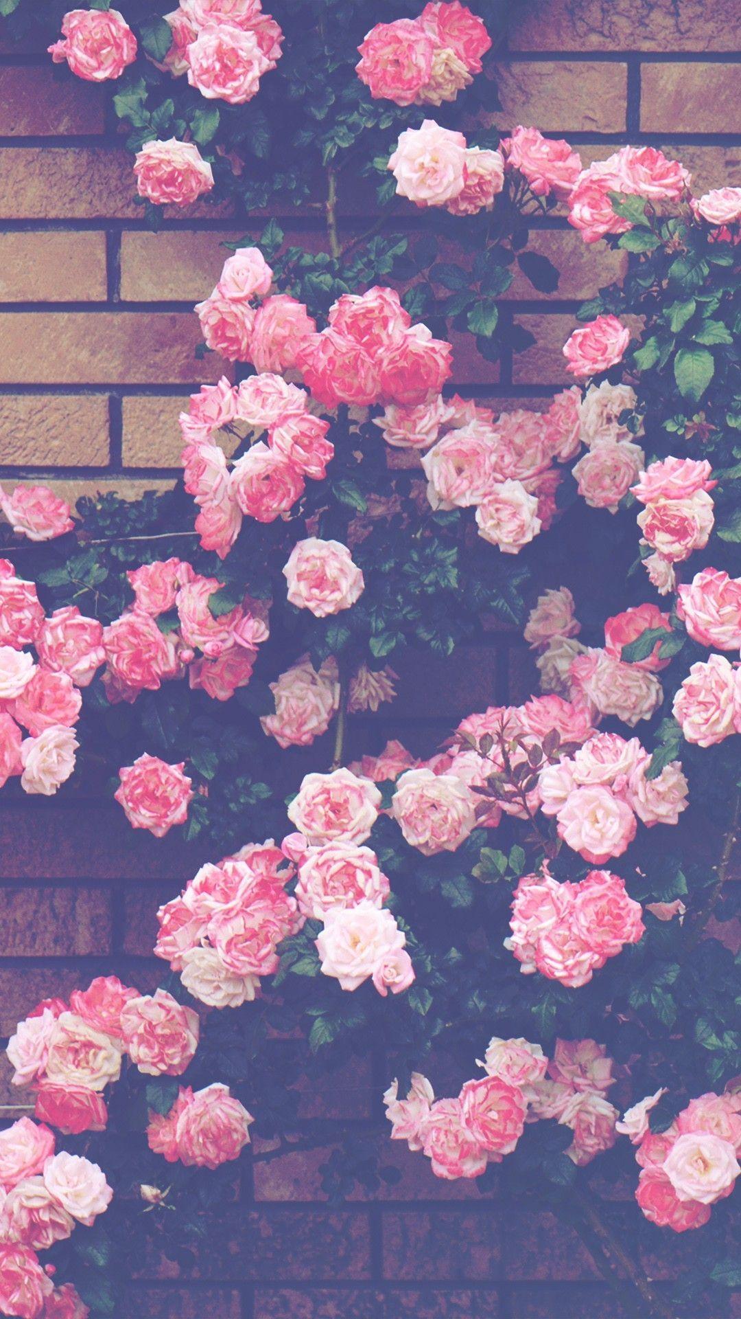 Pink Roses Aesthetic Wallpapers - Wallpaper Cave