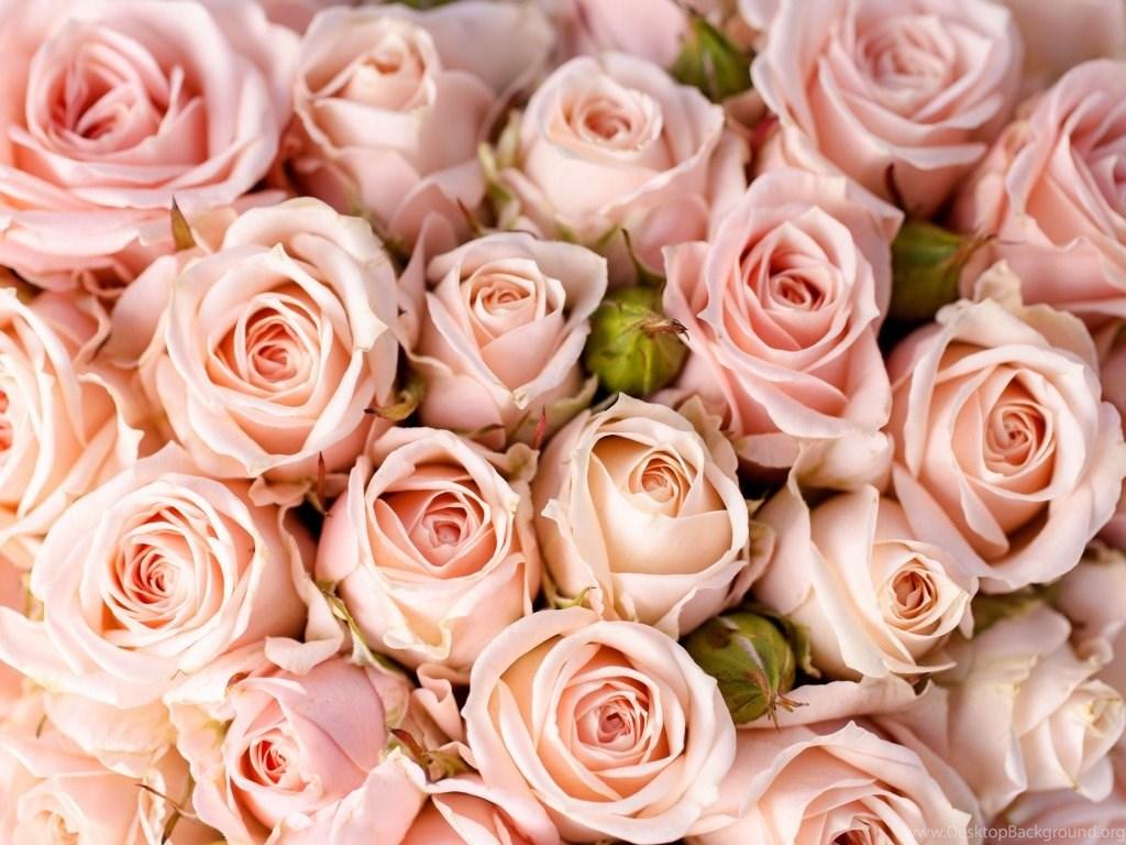 Light Pink Roses Wallpaper, Picture
