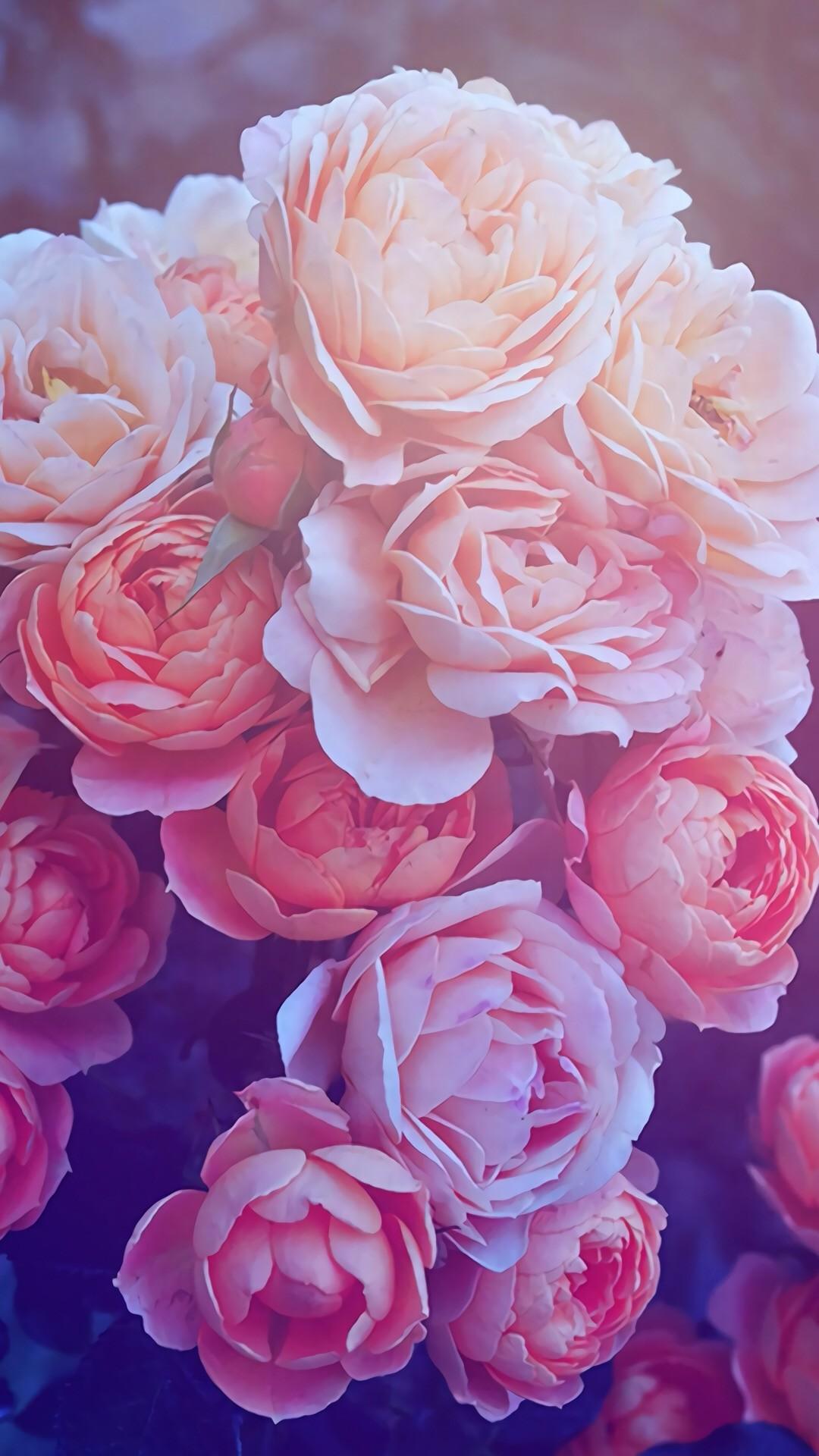 Aesthetic Pink Roses Wallpapers  Wallpaper Cave