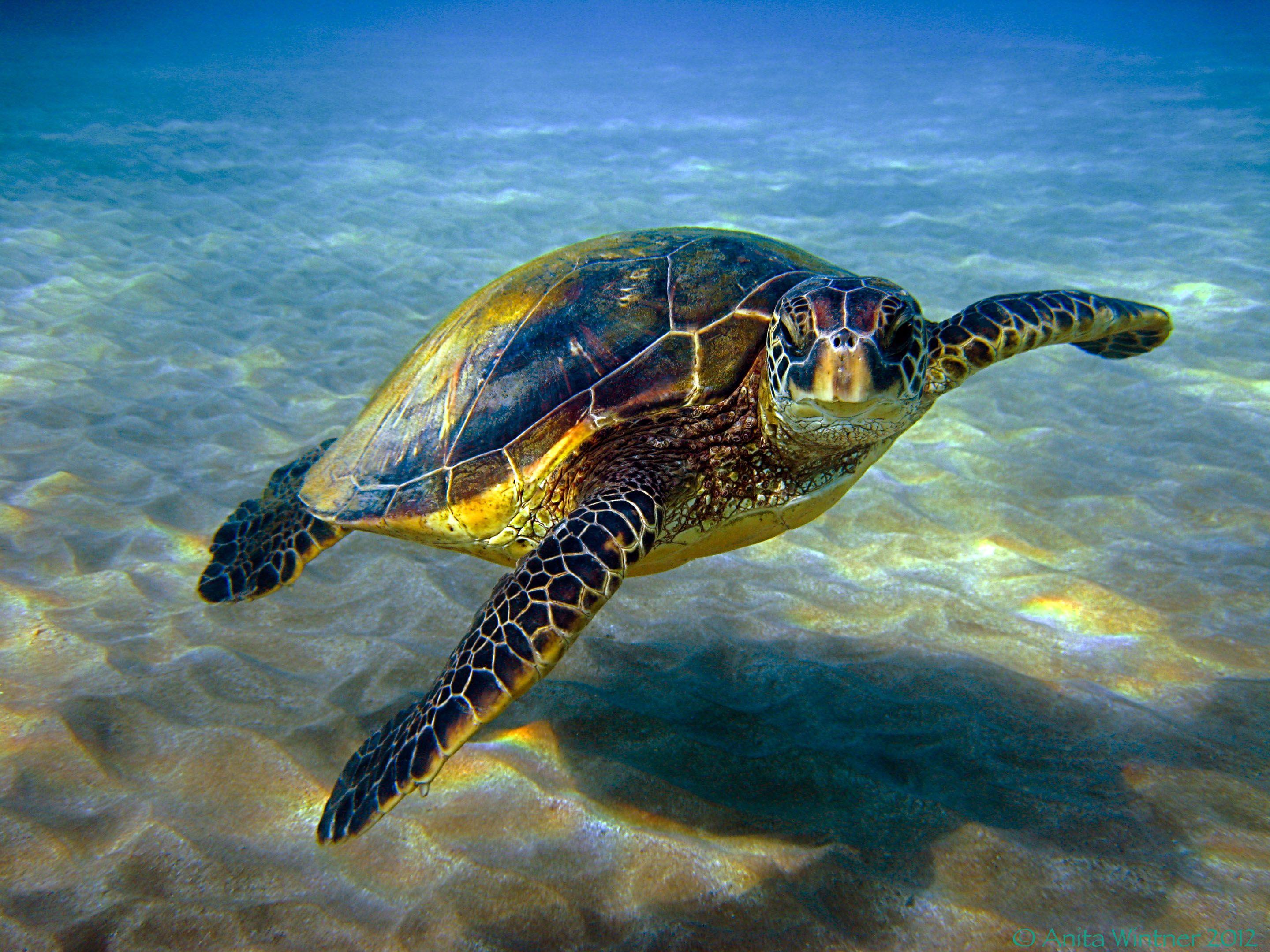 Hawaiian green sea turtle or honu. Sea Turtles Restoration