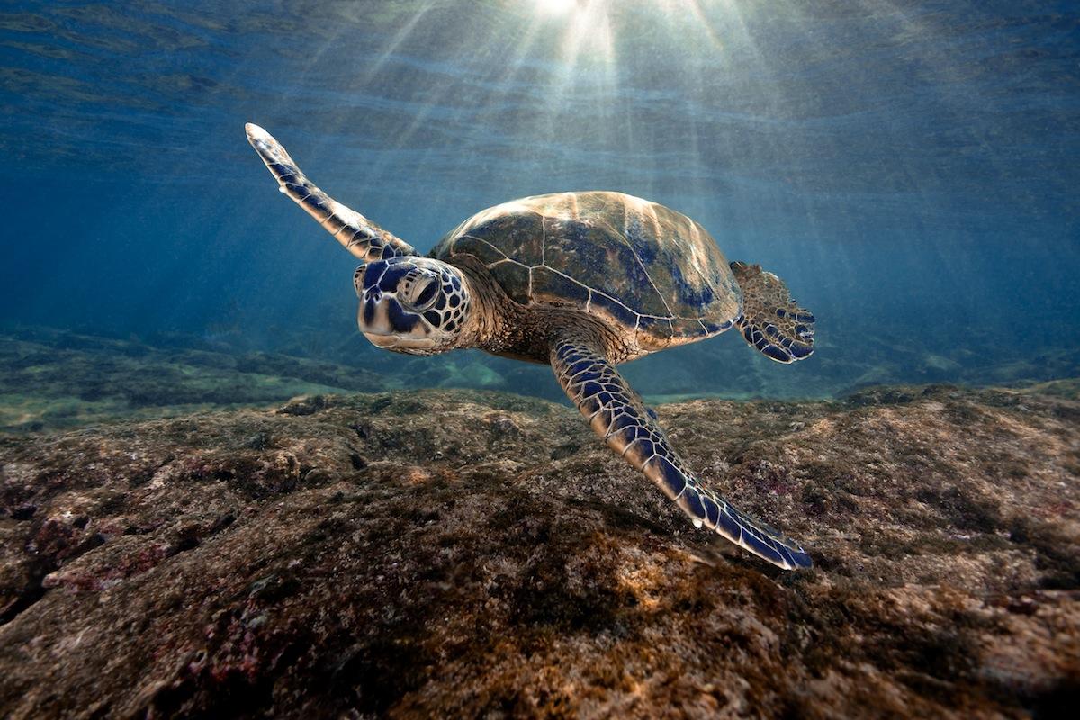 Honu Wallpaper. Honu Wallpaper