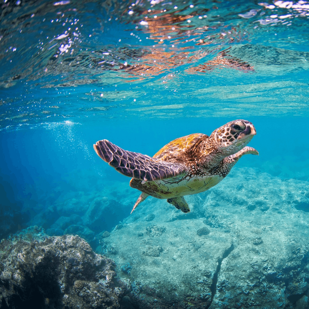 Honu Grace. LLS Sea turtle pic. Turtle, Cute animals, Cute