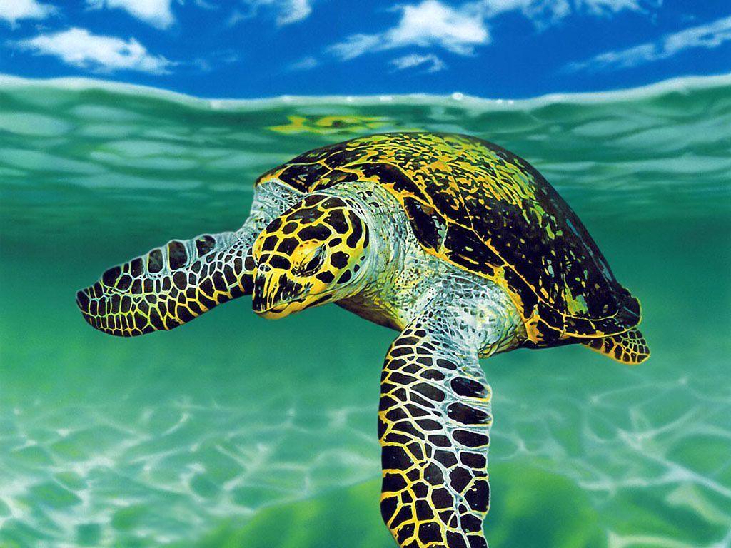 1080p HD Sea Turtle Wallpaper High Quality Desktop, iphone and android and Wallpaper. Sea turtles photography, Turtle wallpaper, Sea turtle wallpaper