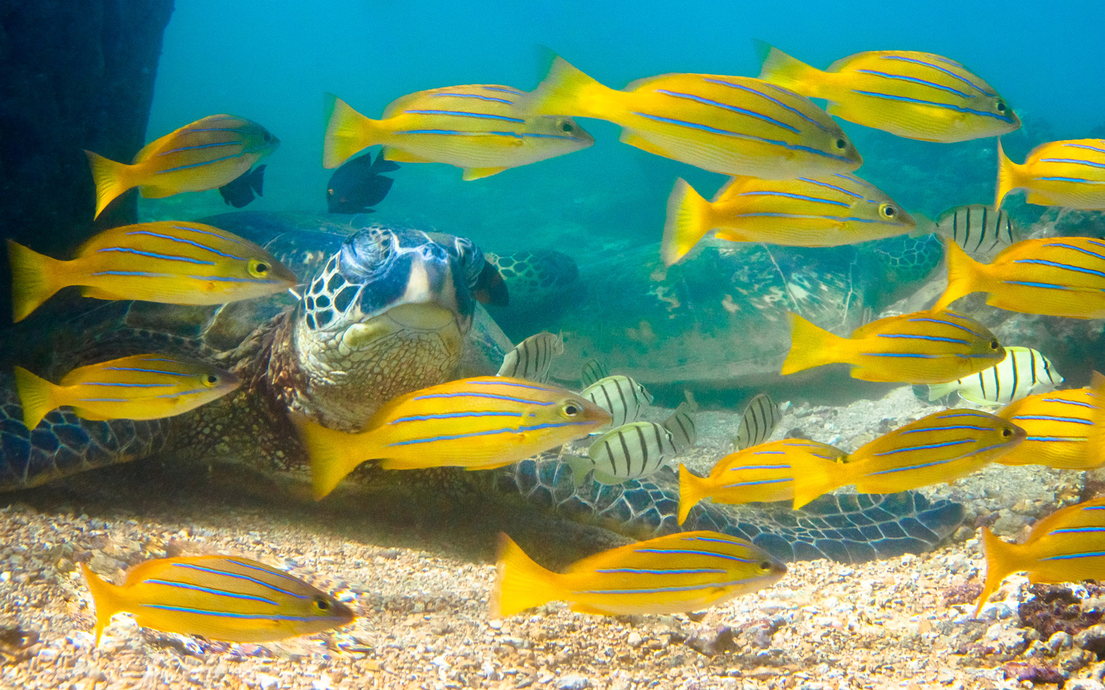 Underwater Light Of Hawaii Green Sea Turtle Honu Reptile