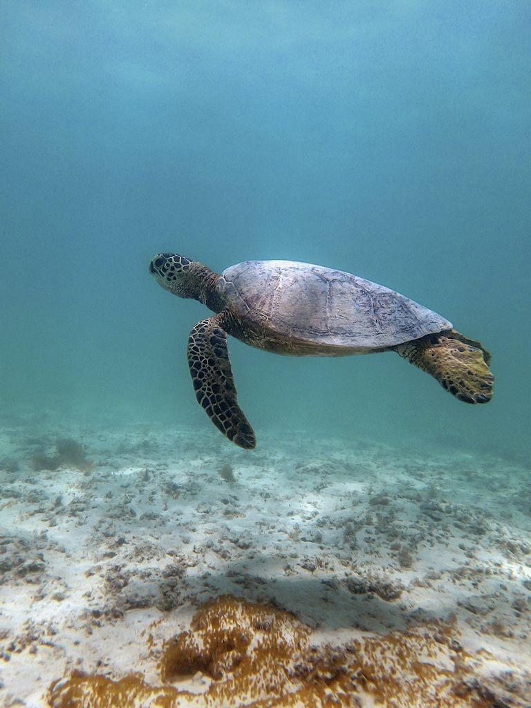 Chelonia mydas Sea Turtle by Thomas Shahan 3