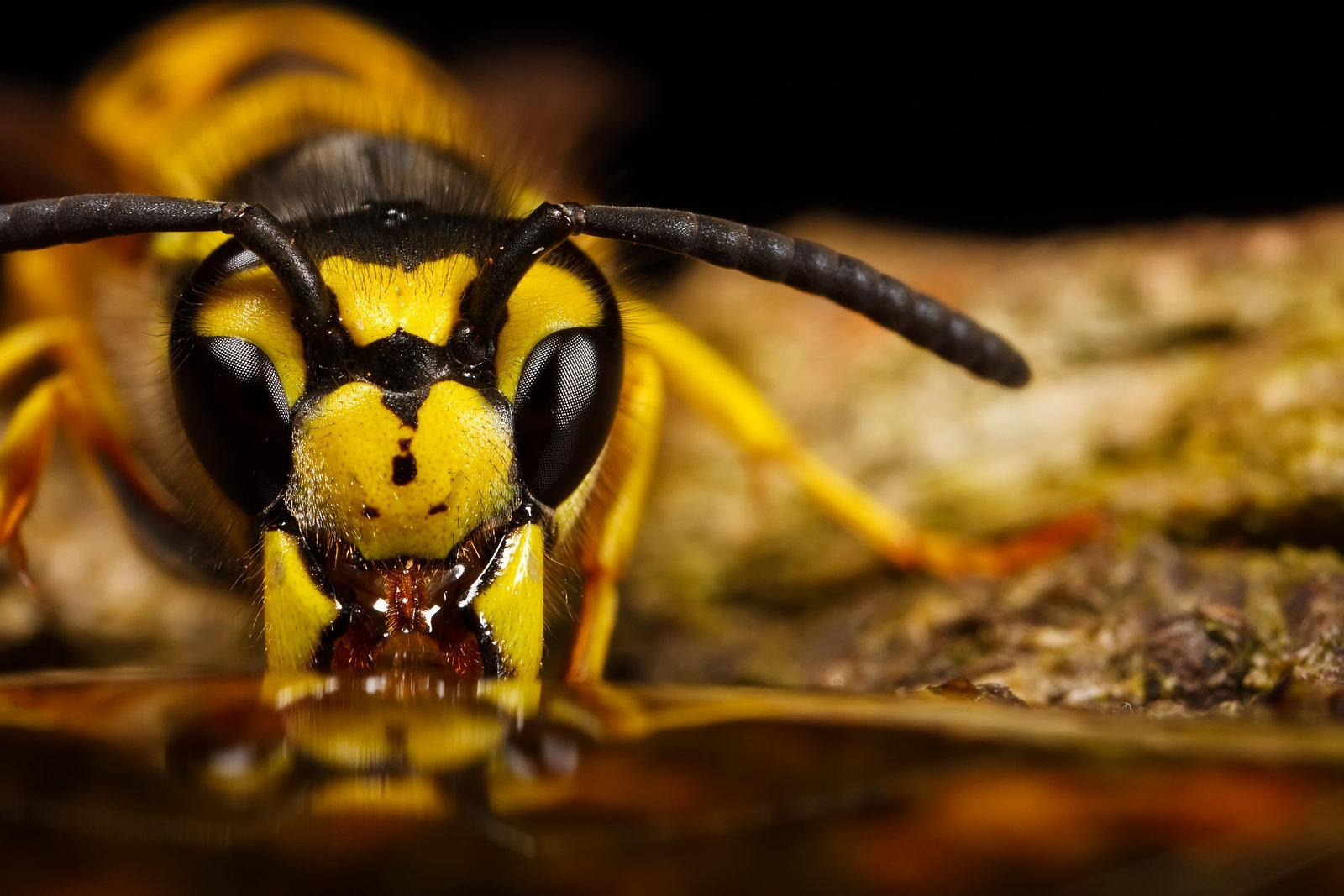 Download Macro Photography Wallpaper