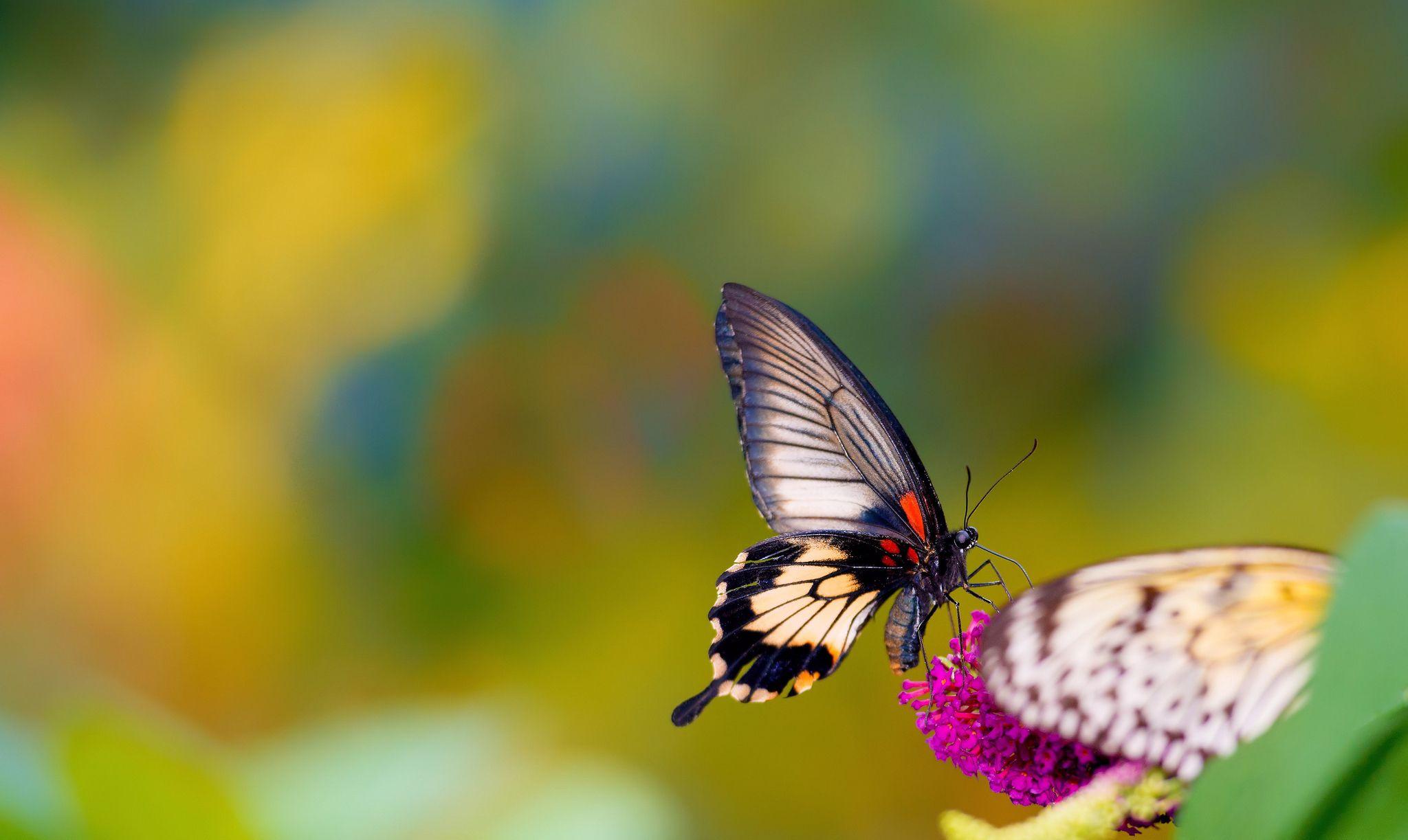 Attachment file of Butterfly macro photo wallpaper