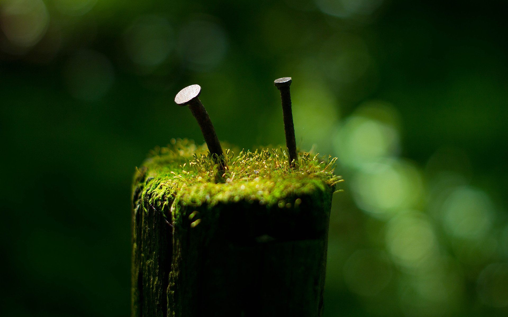 Free Green Macro Wallpaper 37255 1920x1200px