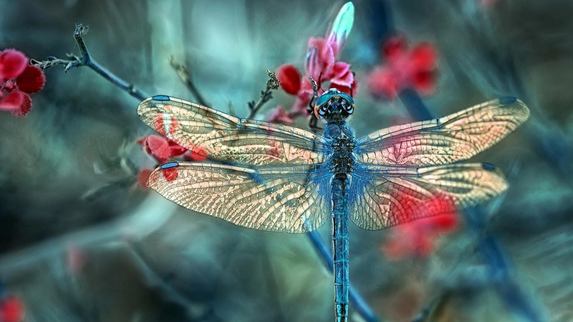 Dragonfly Wallpaper