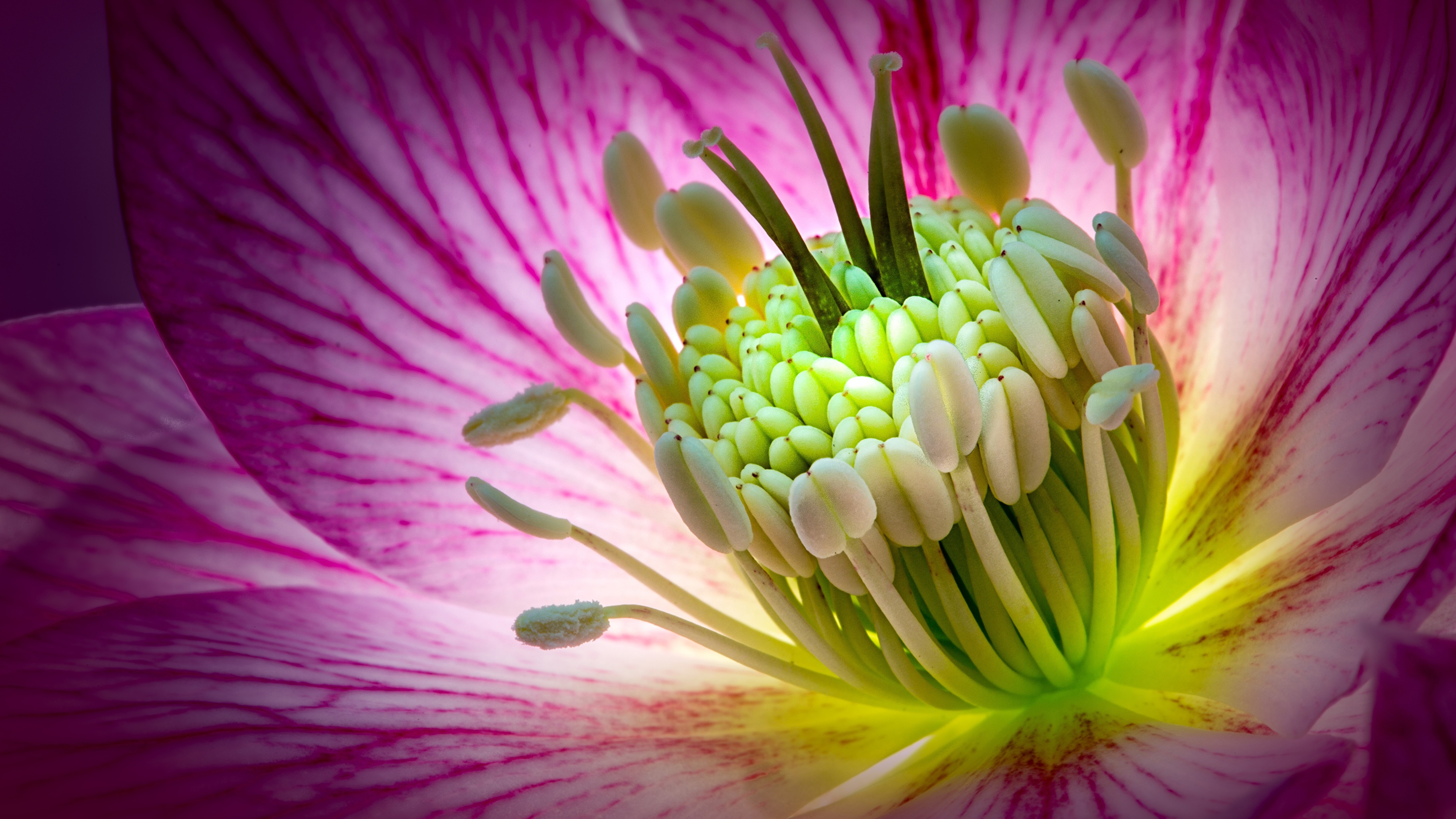 Desktop Wallpaper Flowers Hellebore Macro photography 3840x2160