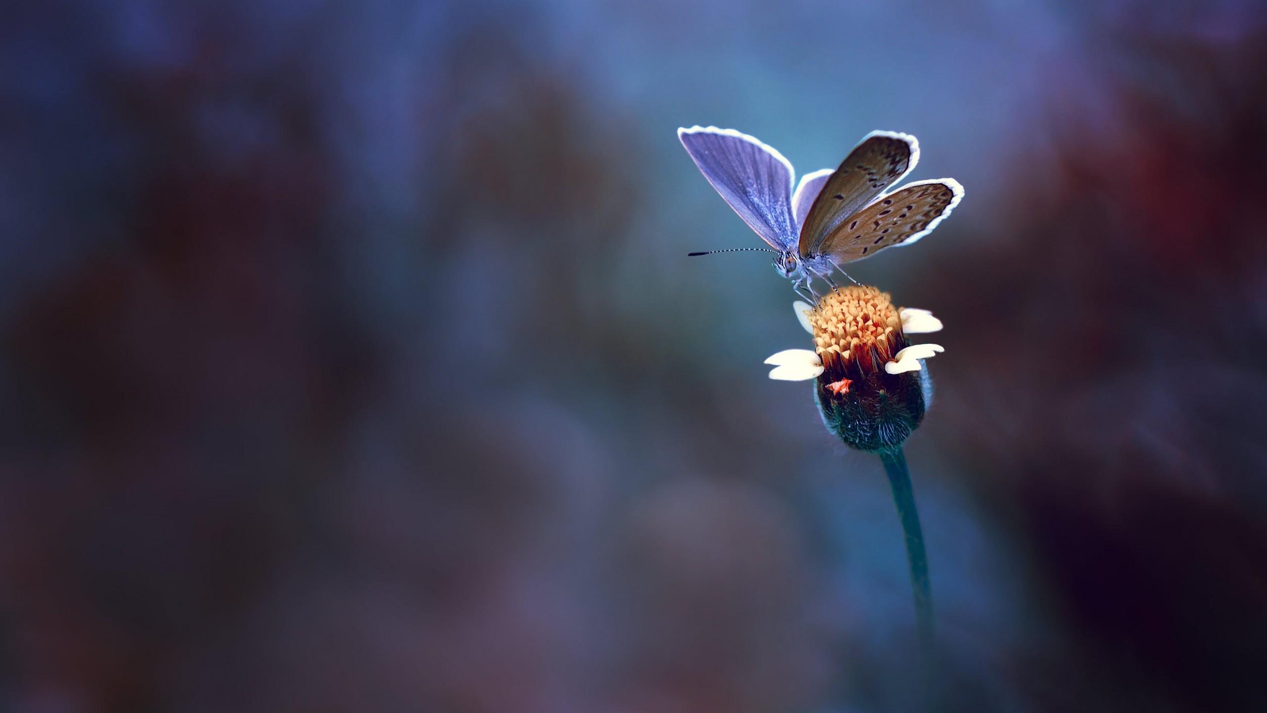 Wallpaper Butterfly, Yellow flower, Macro, HD, Photography