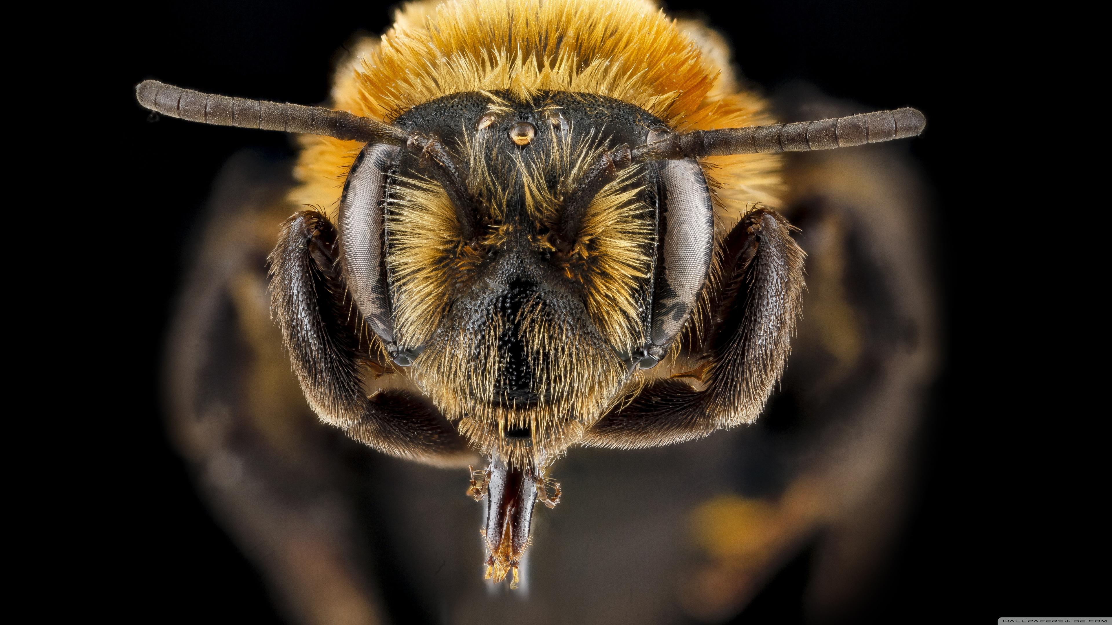 Andrena Lupinorum Bee Macro Photography ❤ 4K HD Desktop