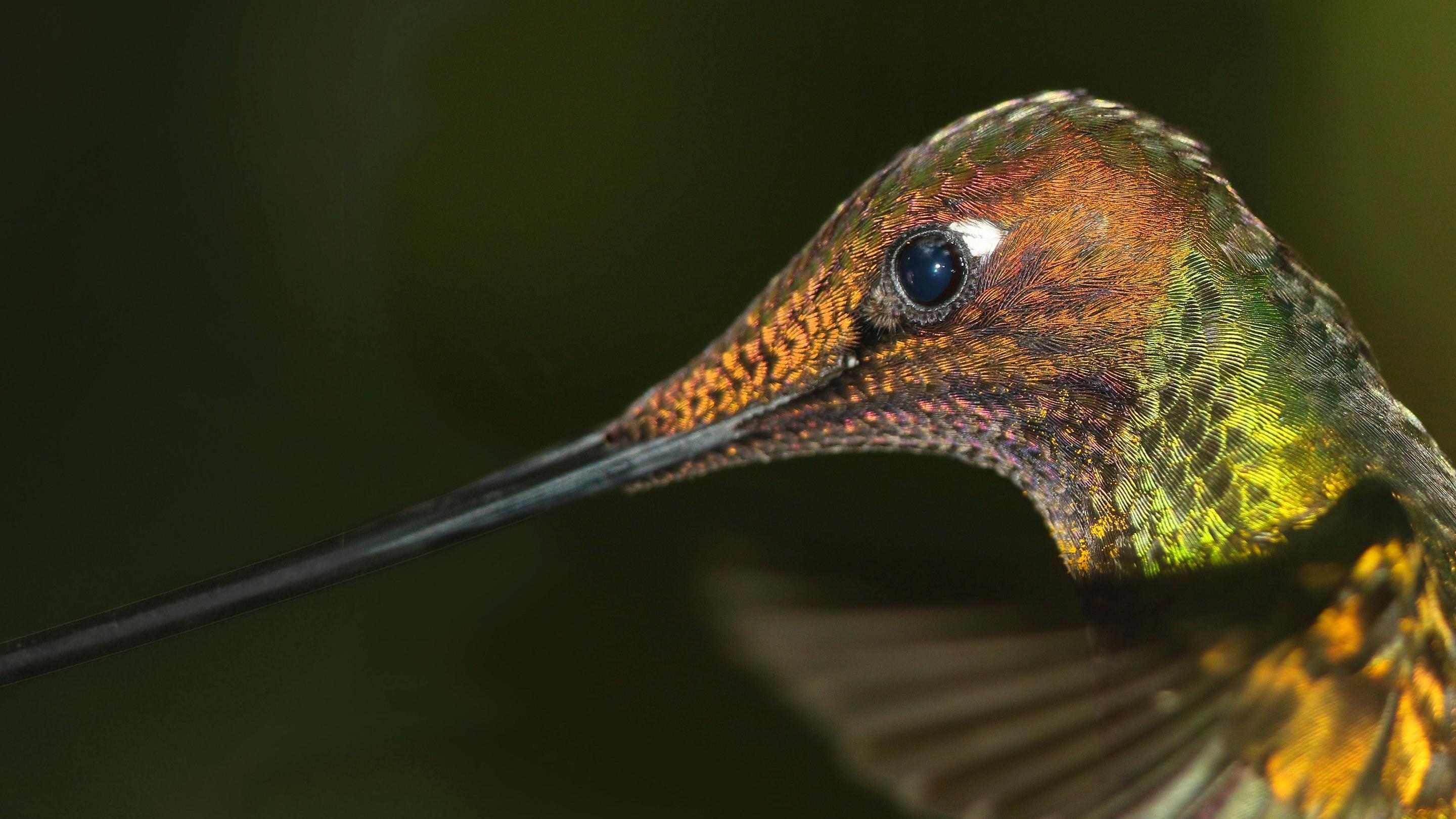 Macro Photography of Hummingbird HD Wallpaper