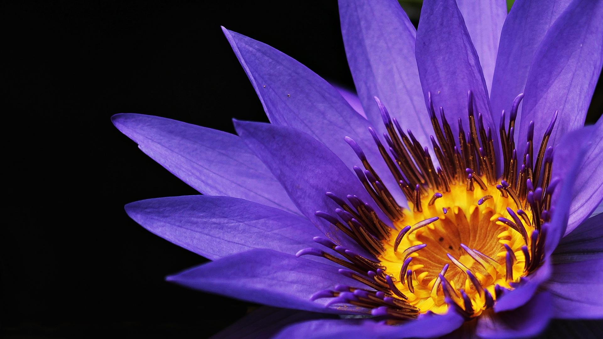 Water Lilies Macro Photography Laptop Full HD
