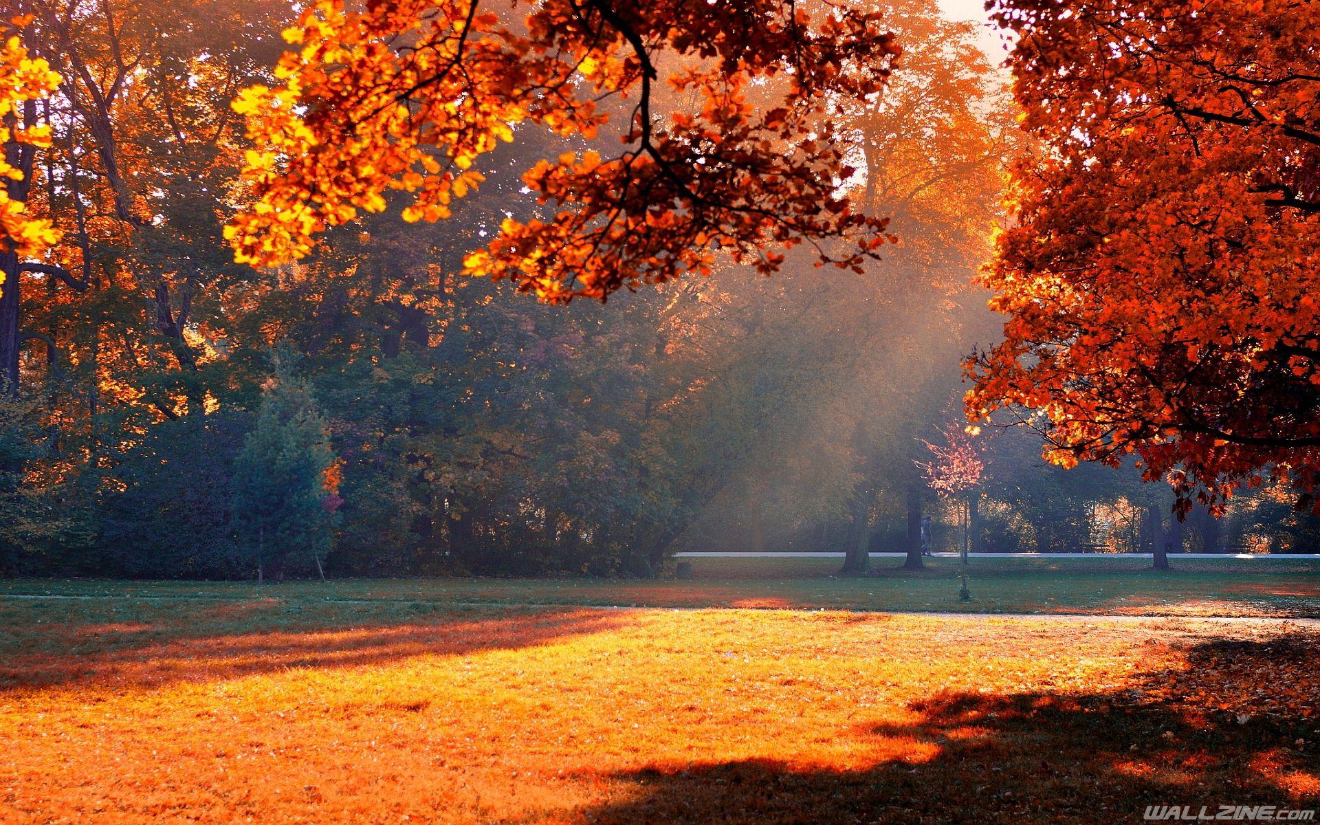 Autumn Park Sunshine Wallpaper. HD Desktop Wallpaper