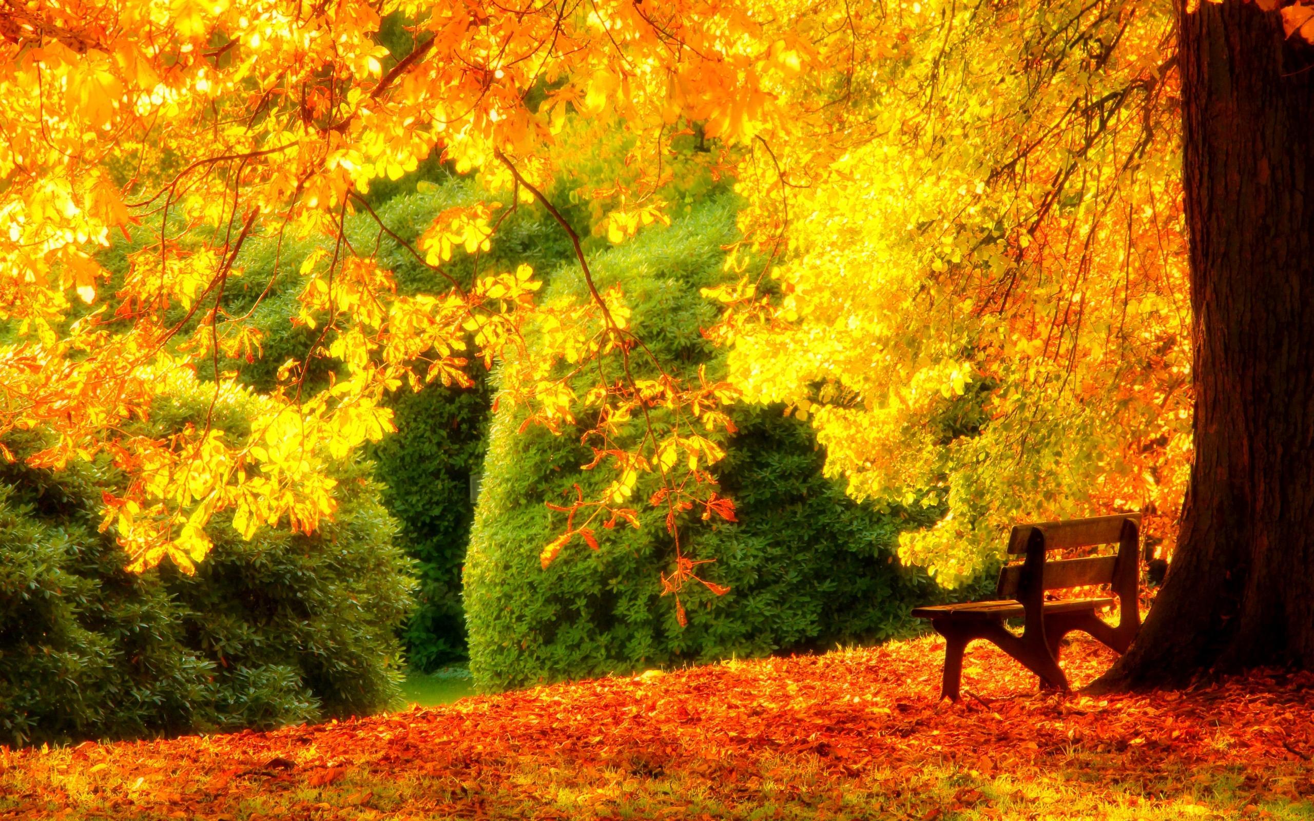 Bench in Autumn Park HD Wallpaper