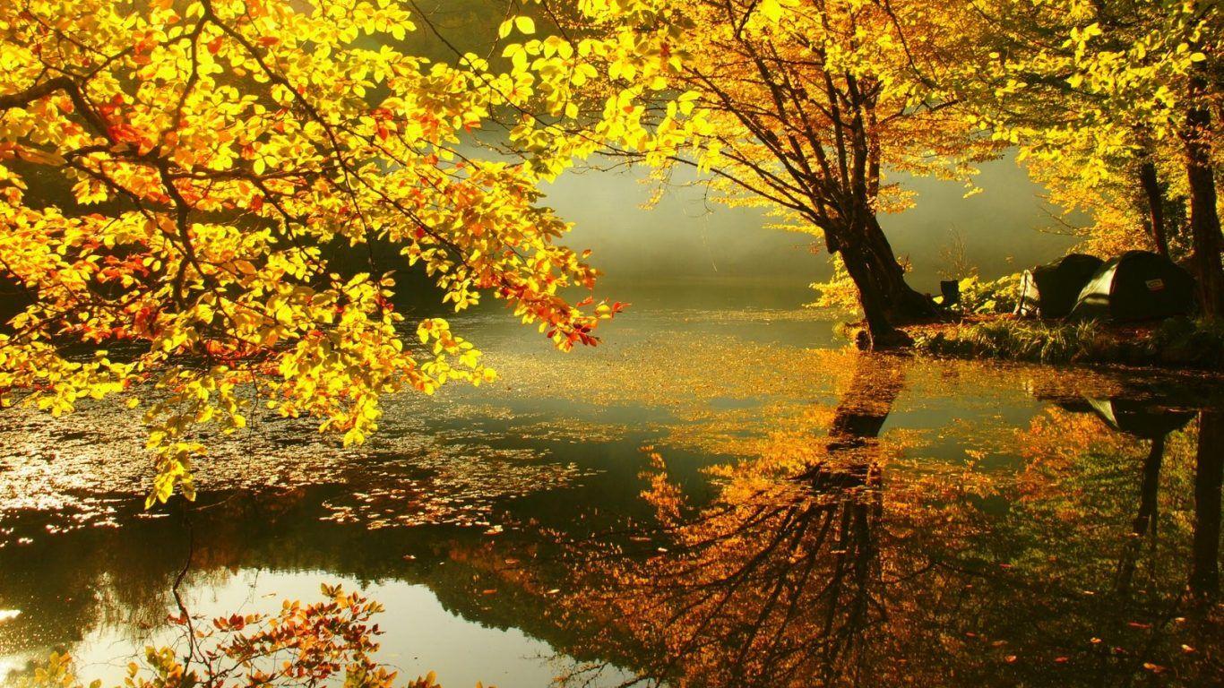 Other: Home Greenery Beautiful Summer Garden Trees Relax