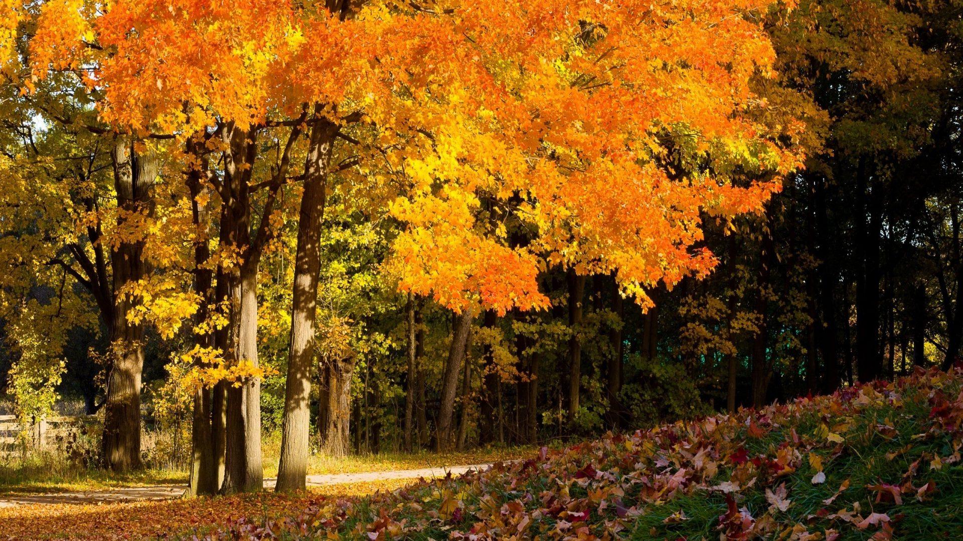 Rest Autumn Park Wallpapers - Wallpaper Cave