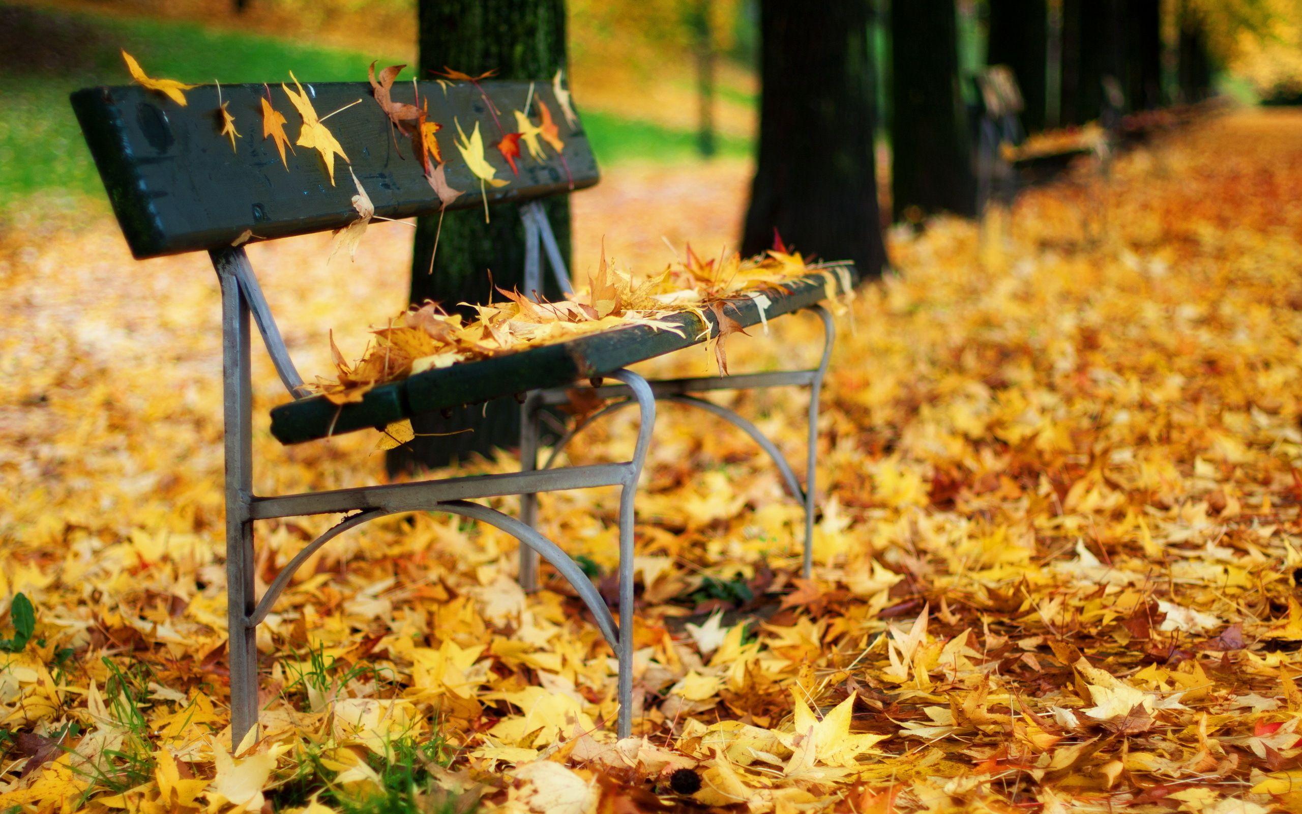 Autumn Park Bench wallpaper