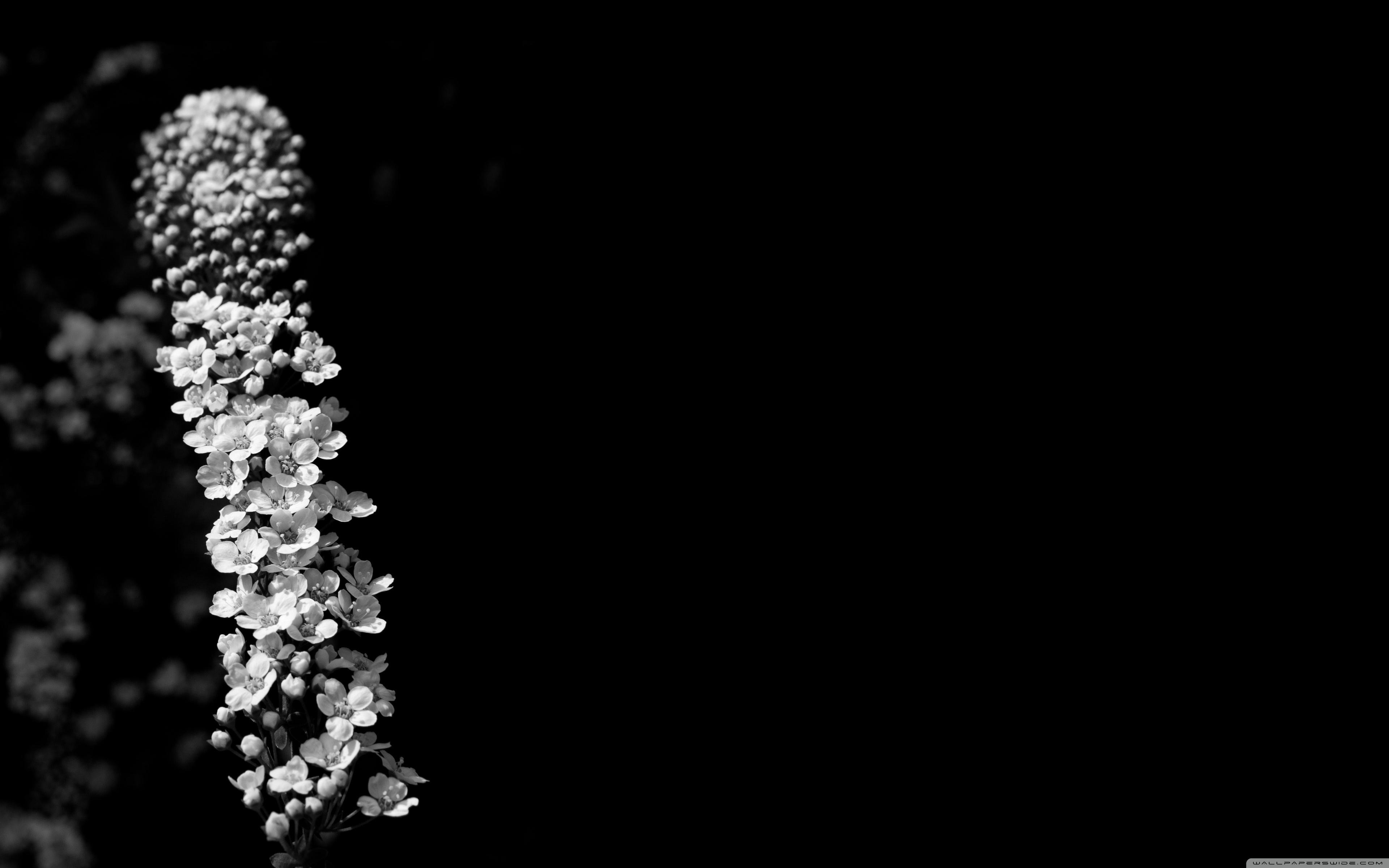 Bridal Wreath Black And White ❤ 4K HD Desktop Wallpaper