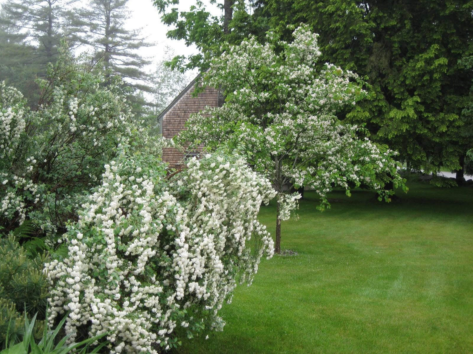 Rosy's Garden Design: June 2012 'Bridal Wreath' Spirea
